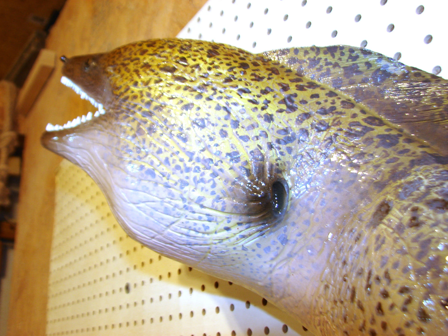Moray Eel replica mount FREE SHIPPING