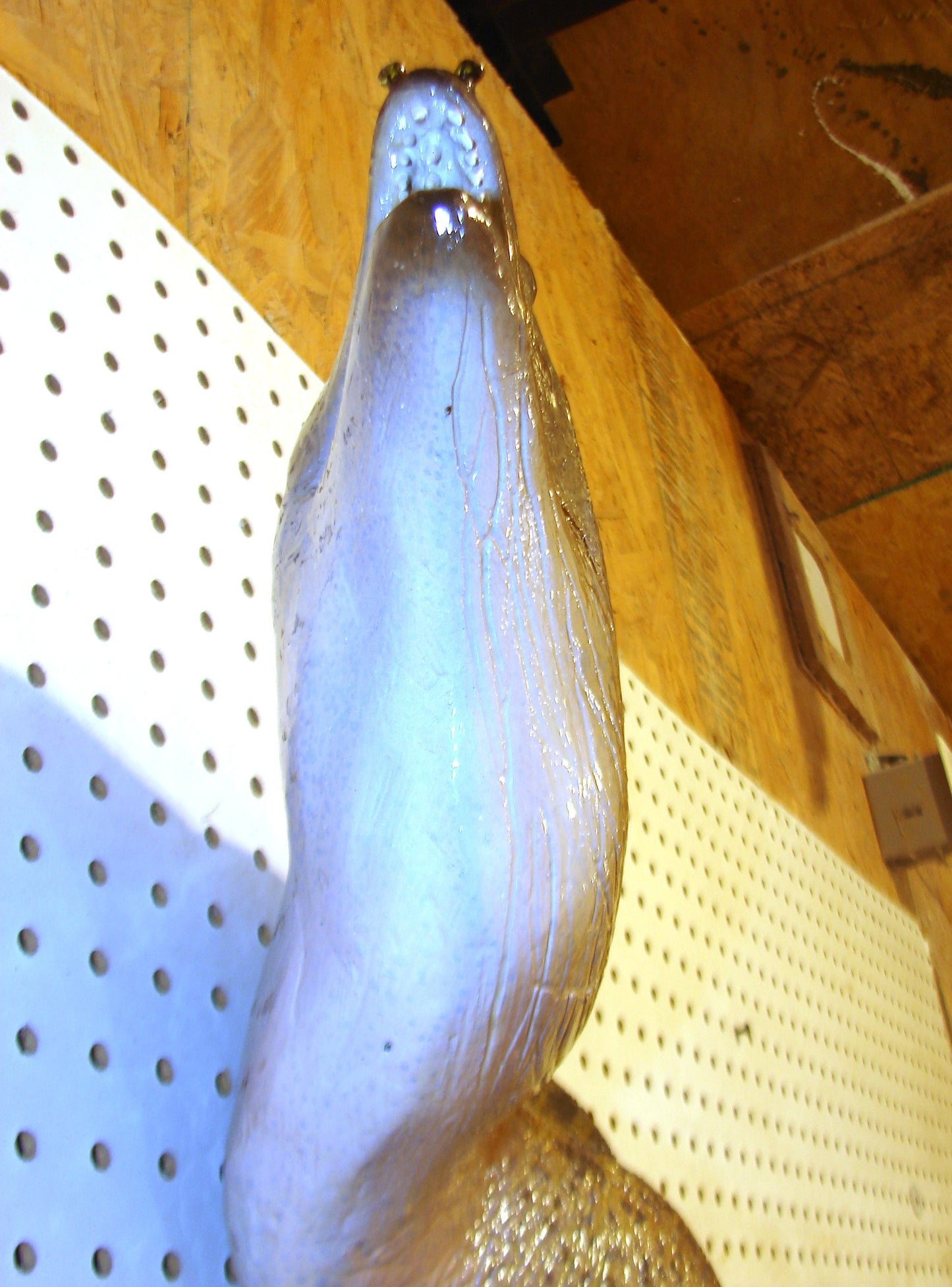 Moray Eel replica mount FREE SHIPPING