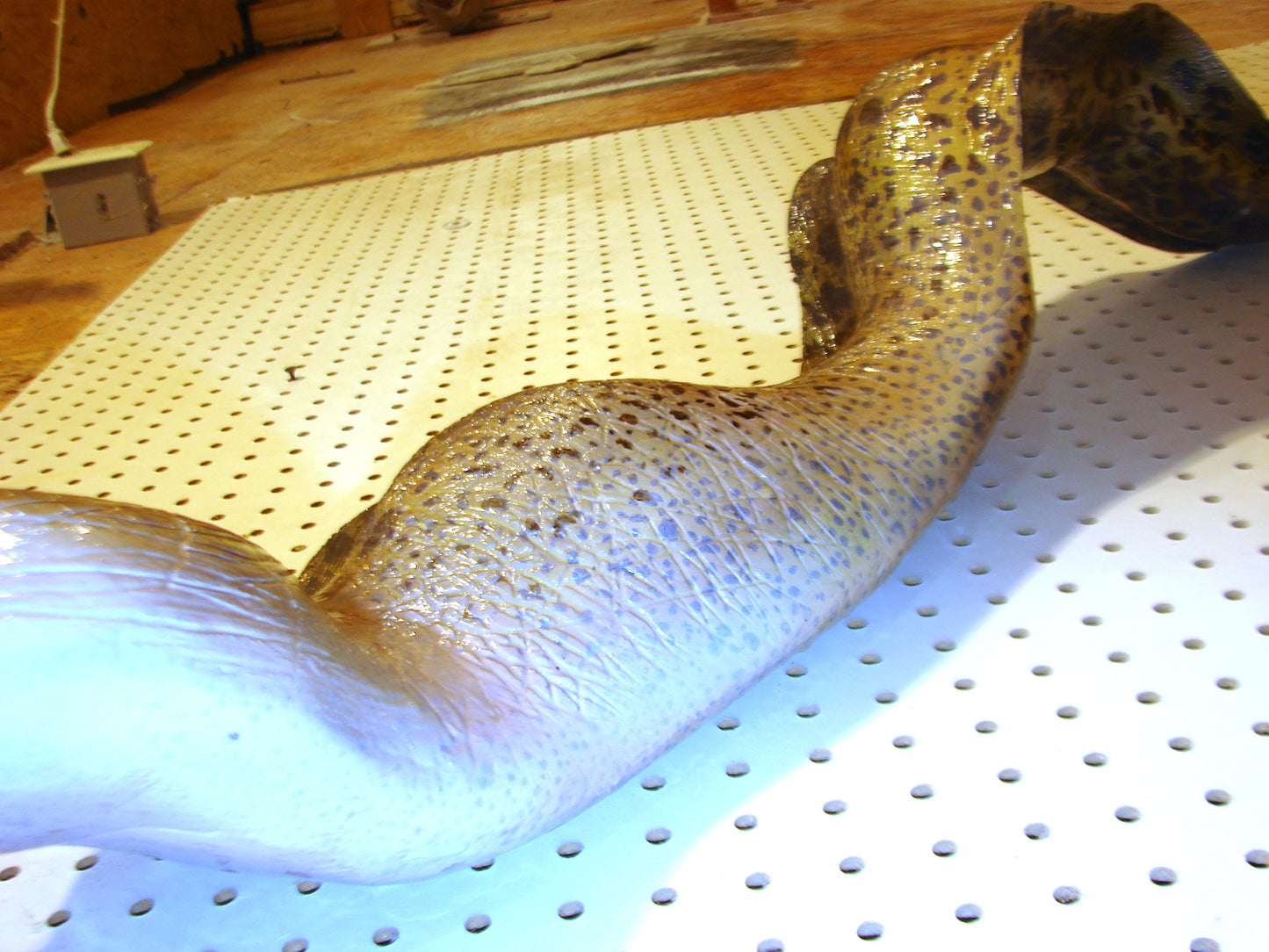 Moray Eel replica mount FREE SHIPPING