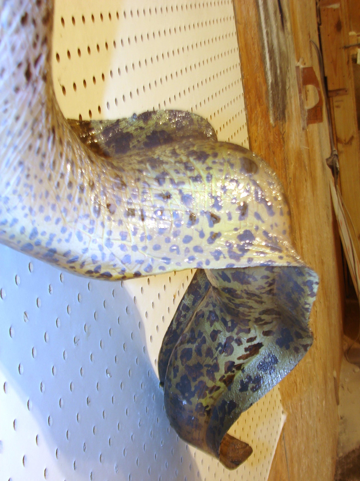 Moray Eel replica mount FREE SHIPPING