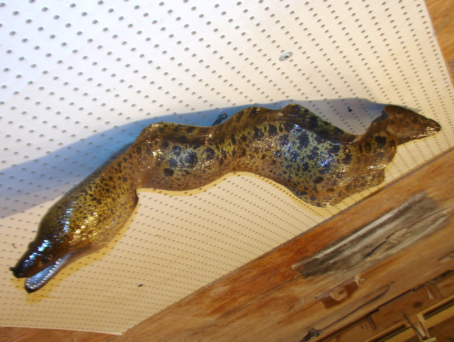Moray Eel replica mount FREE SHIPPING
