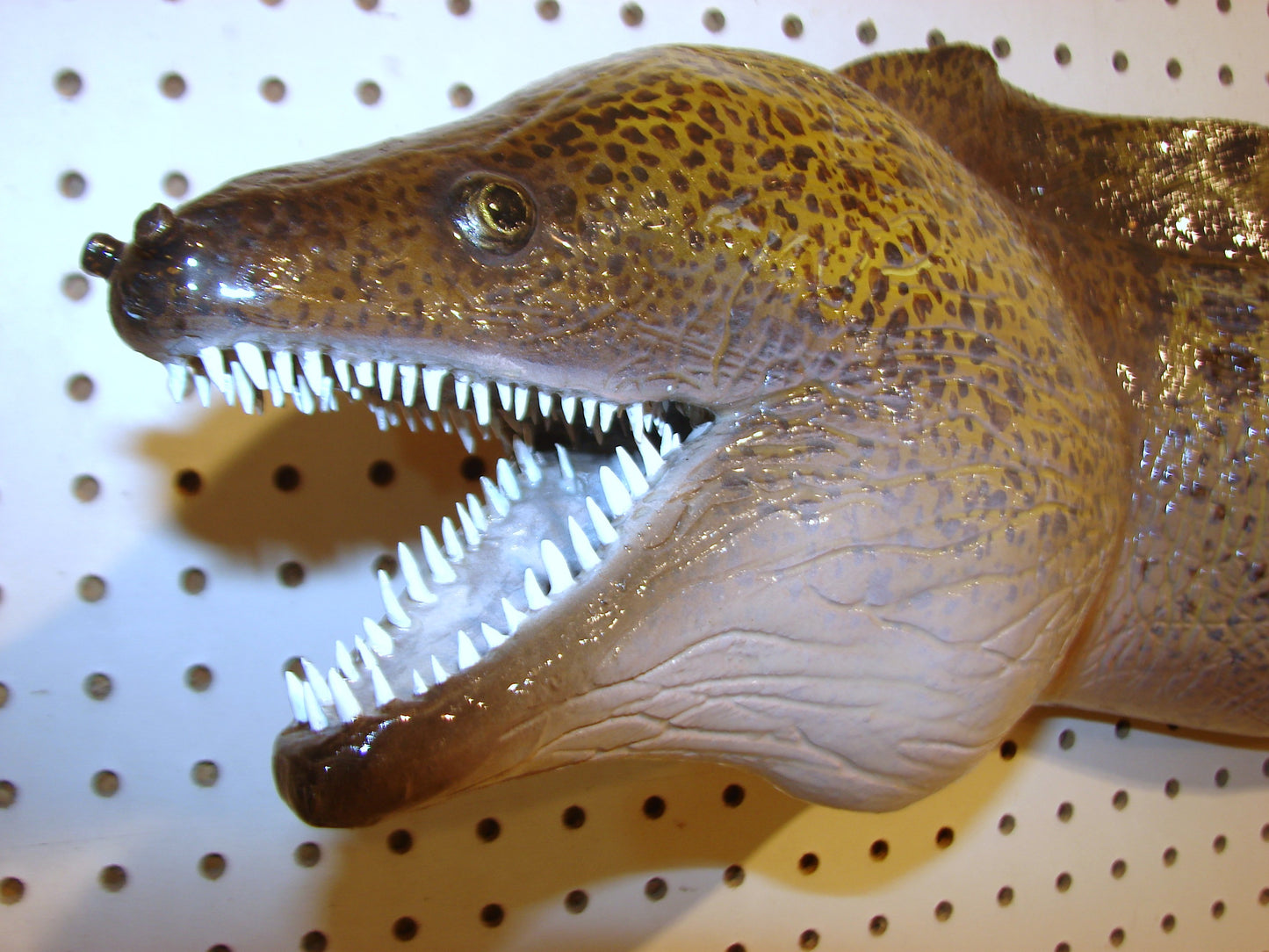 Moray Eel replica mount FREE SHIPPING