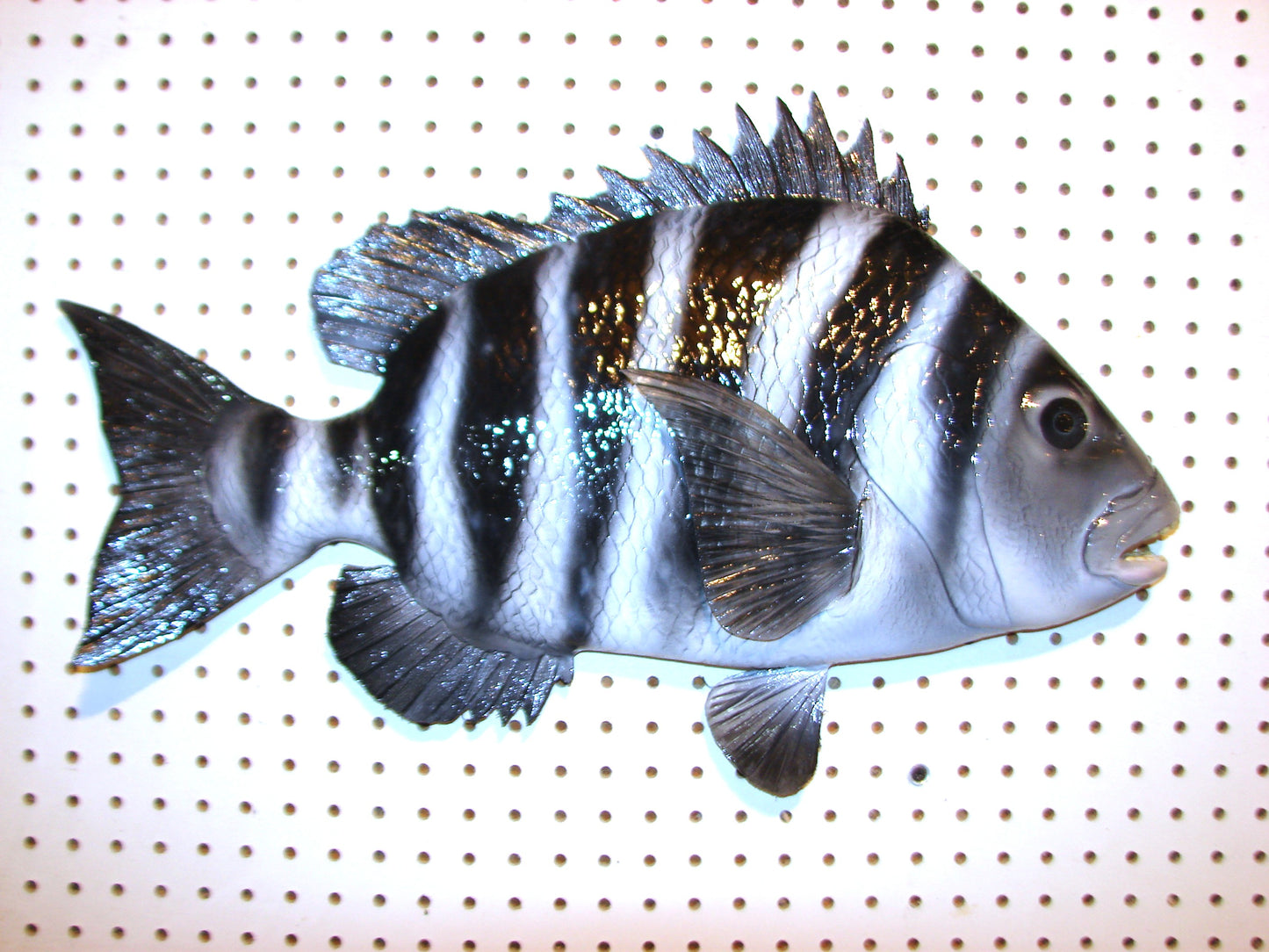 24" Sheepshead FREE SHIPPING