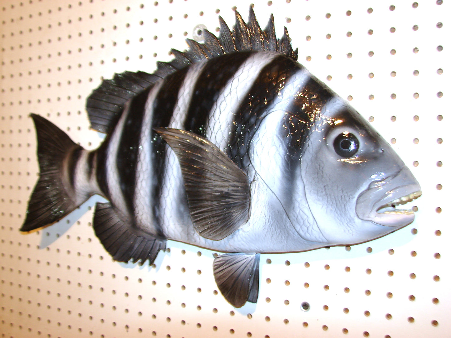 24" Sheepshead FREE SHIPPING