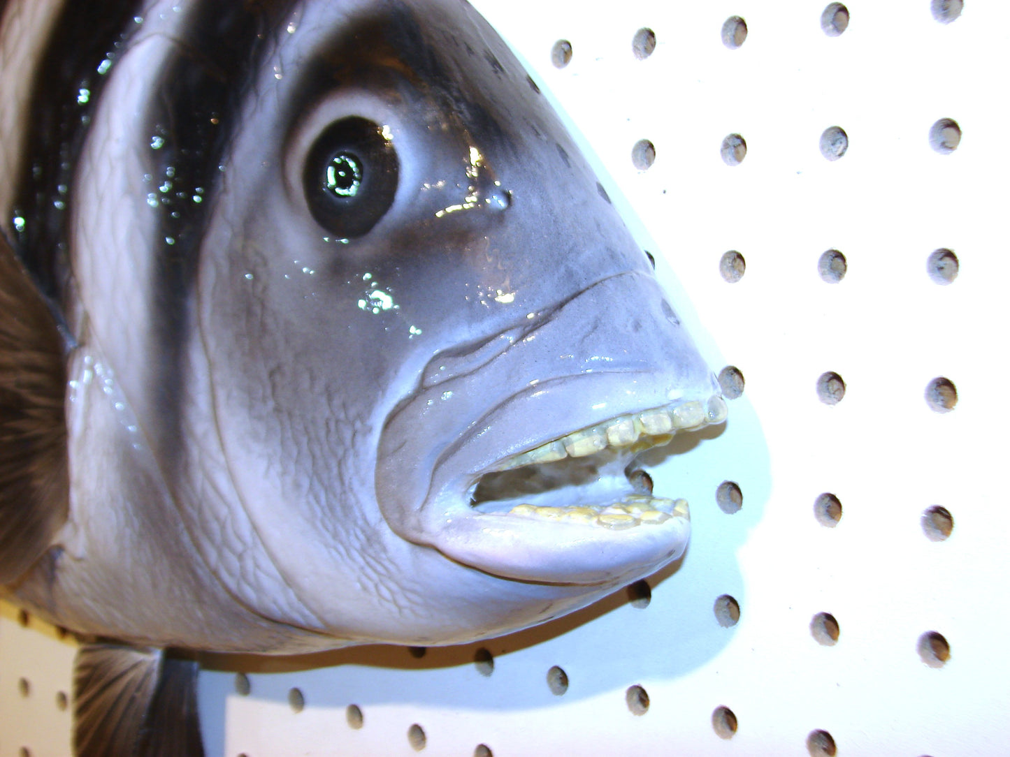 24" Sheepshead FREE SHIPPING