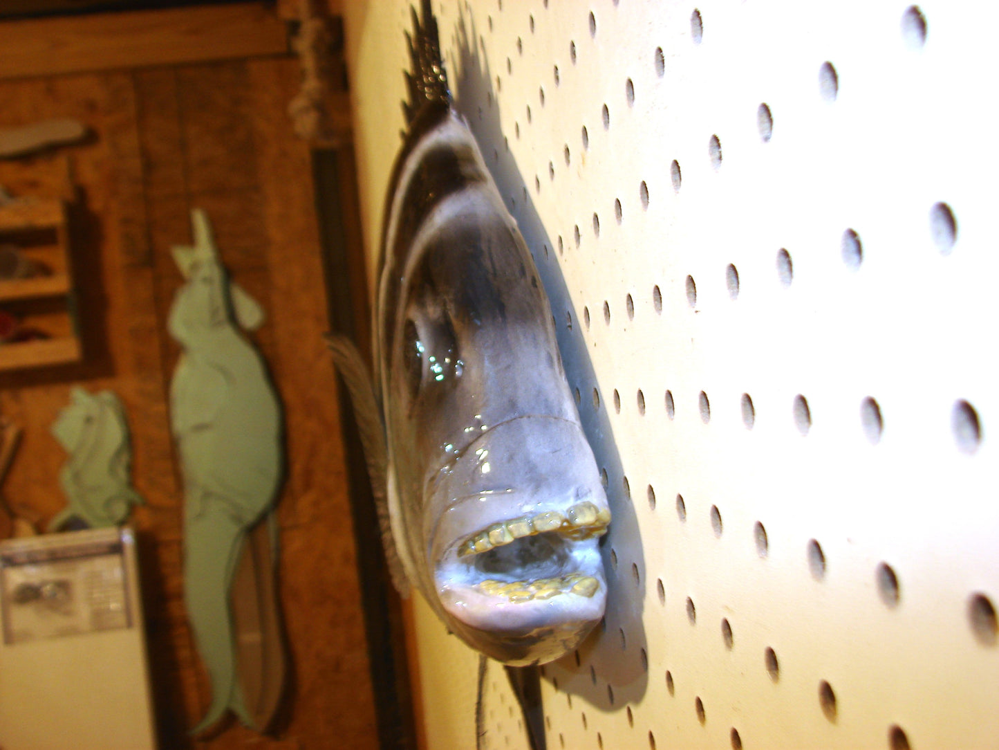 24" Sheepshead FREE SHIPPING