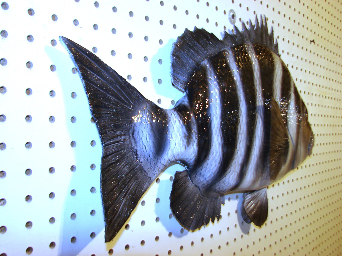 24" Sheepshead FREE SHIPPING