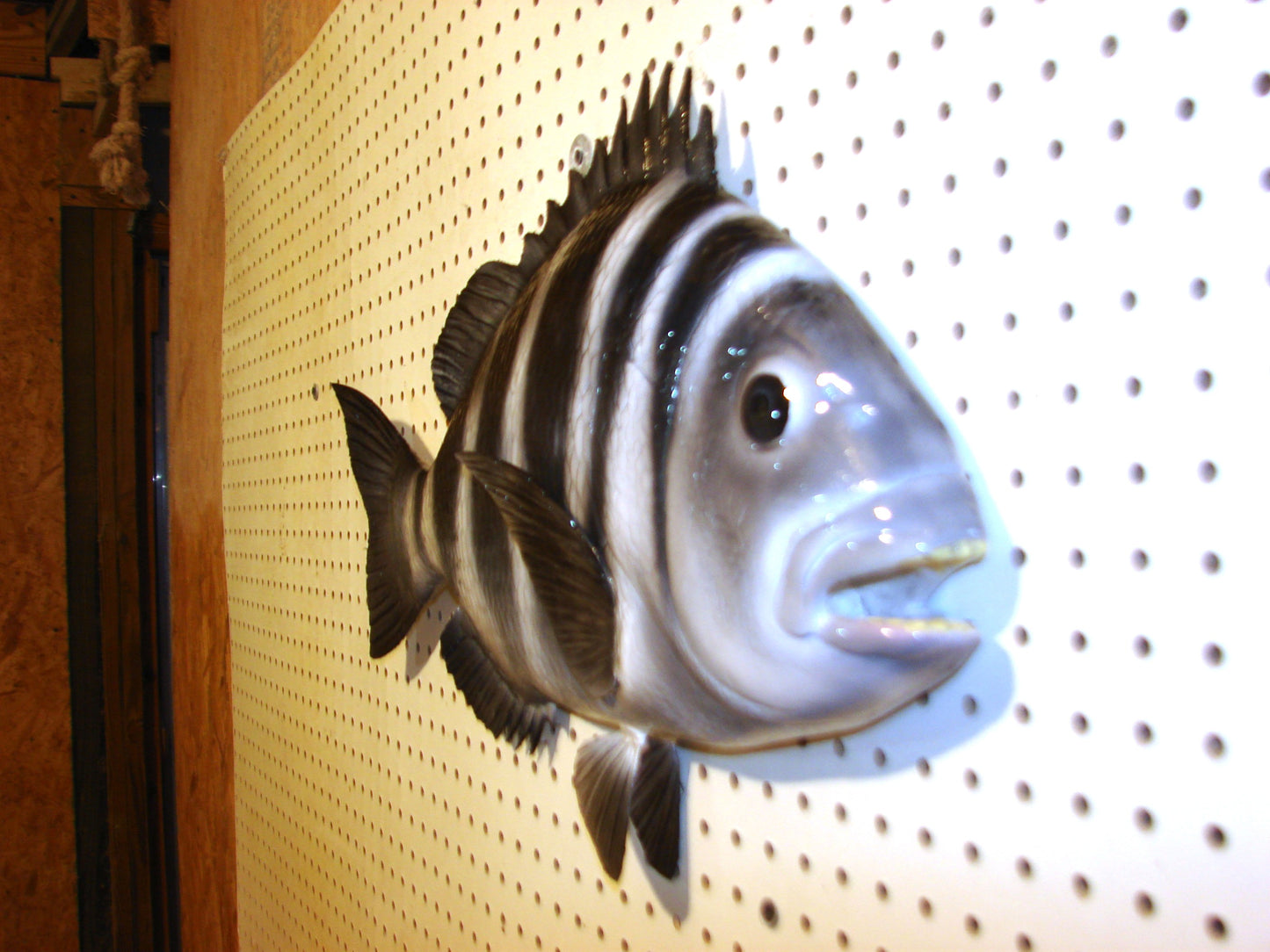 24" Sheepshead FREE SHIPPING