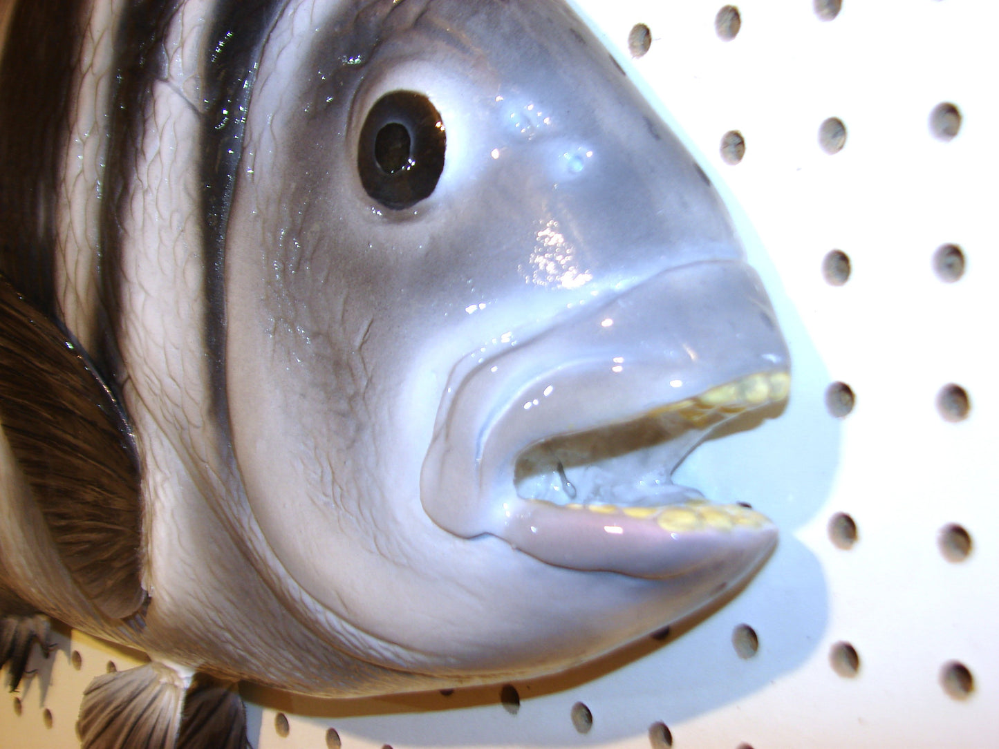 24" Sheepshead FREE SHIPPING