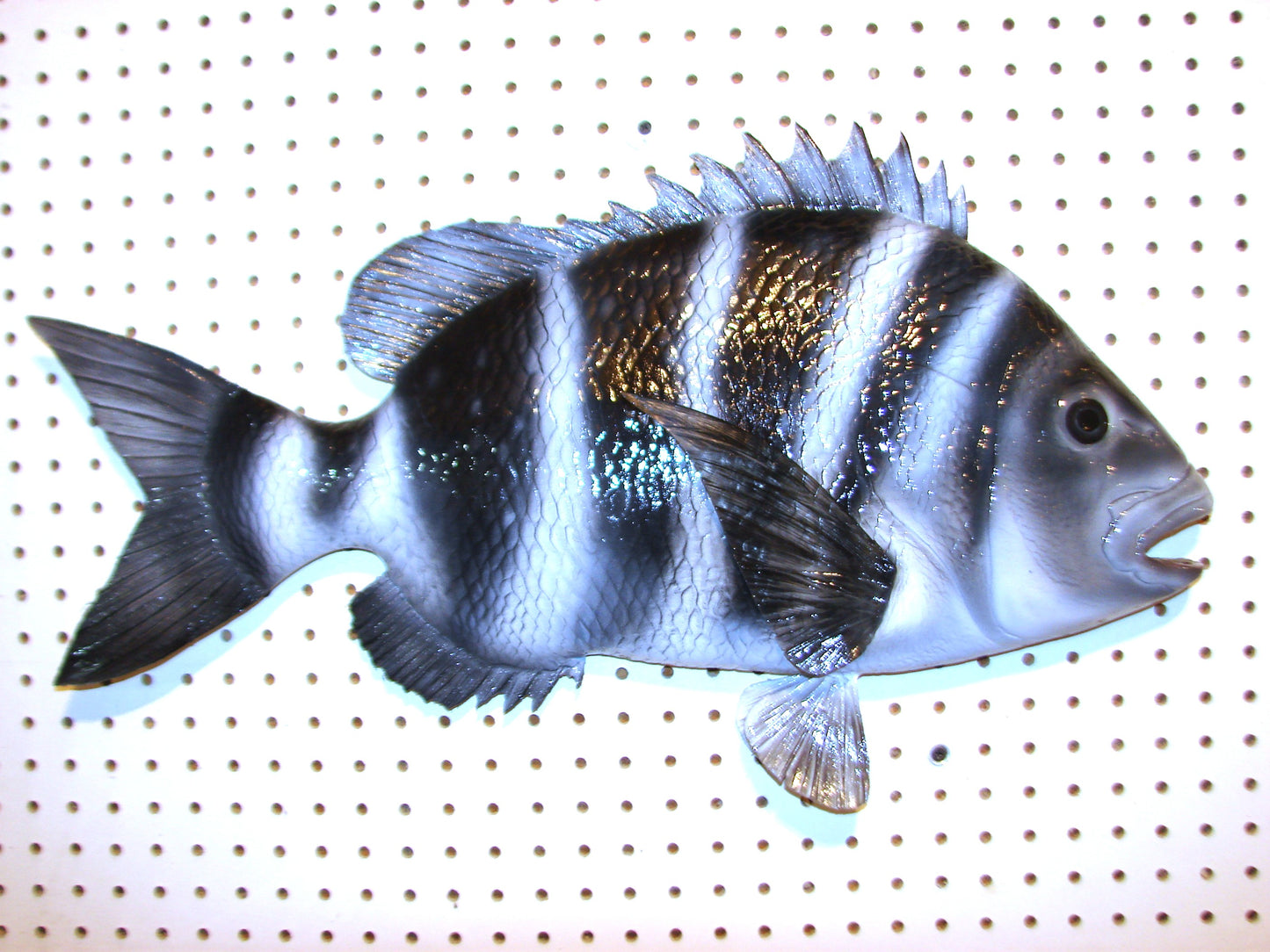 25" Sheepshead FREE SHIPPING