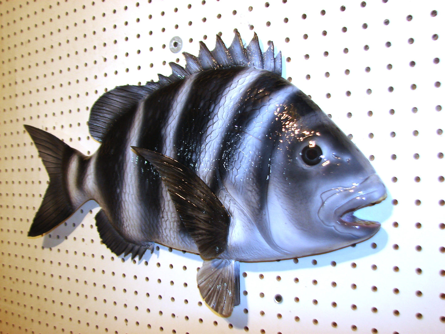 25" Sheepshead FREE SHIPPING