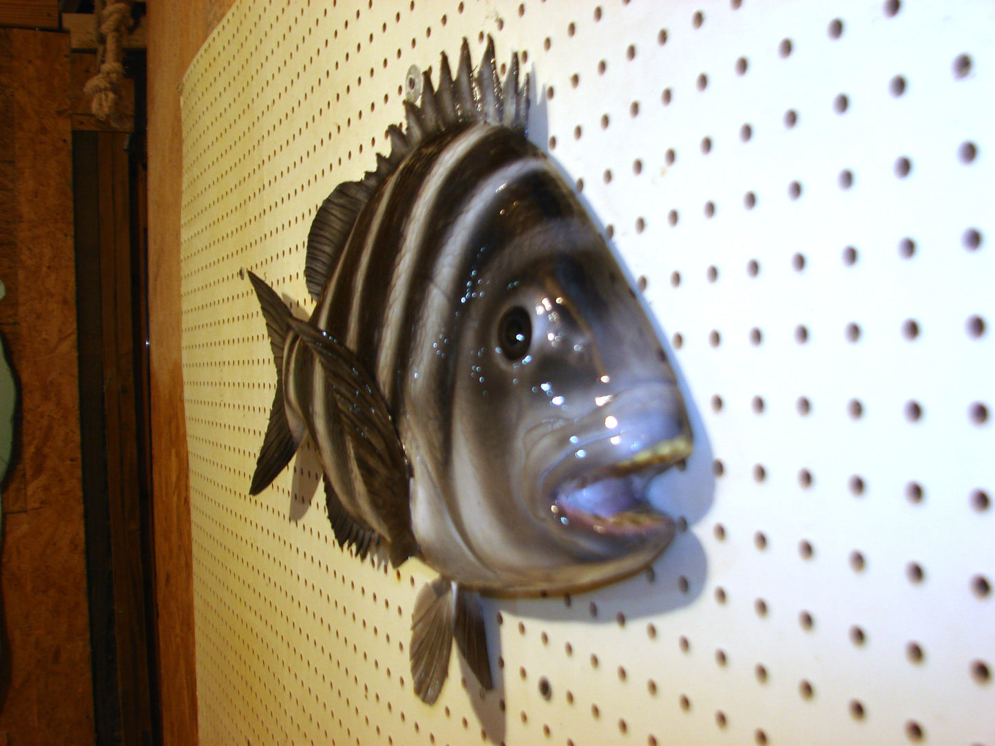 25" Sheepshead FREE SHIPPING