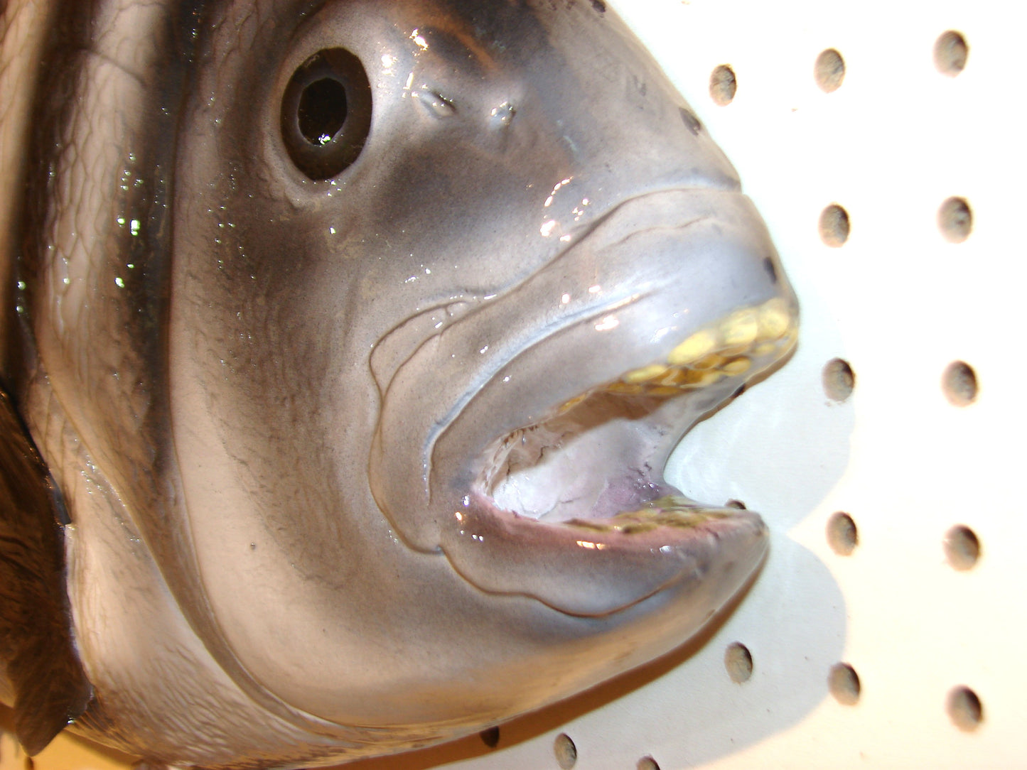 25" Sheepshead FREE SHIPPING