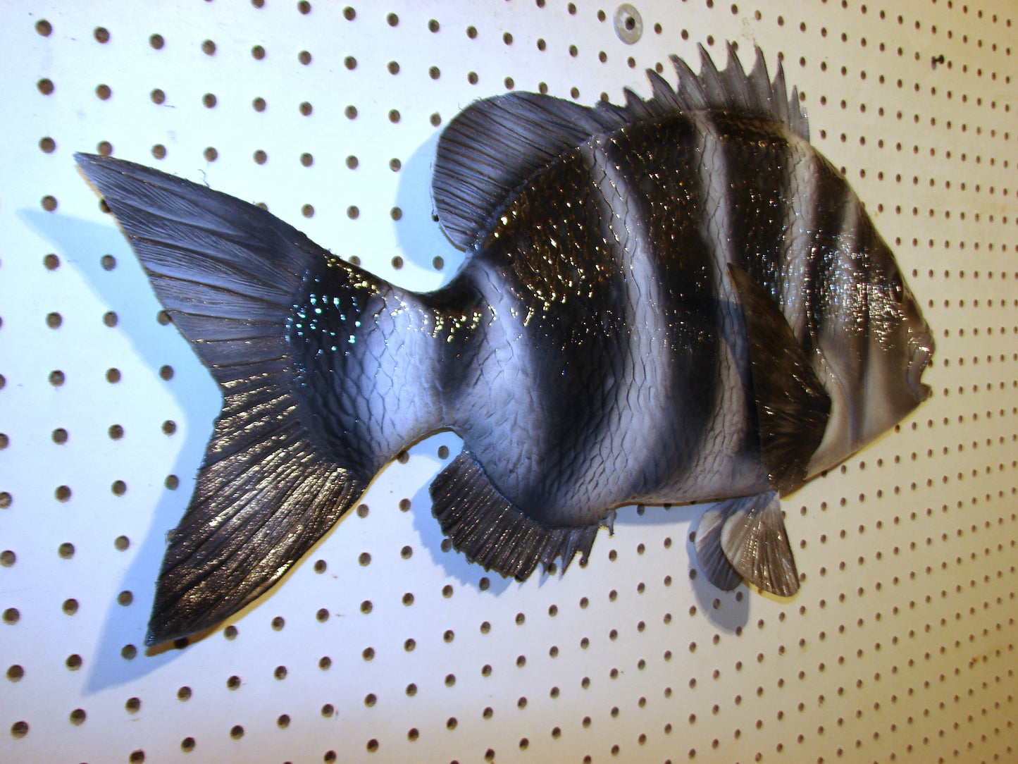 25" Sheepshead FREE SHIPPING