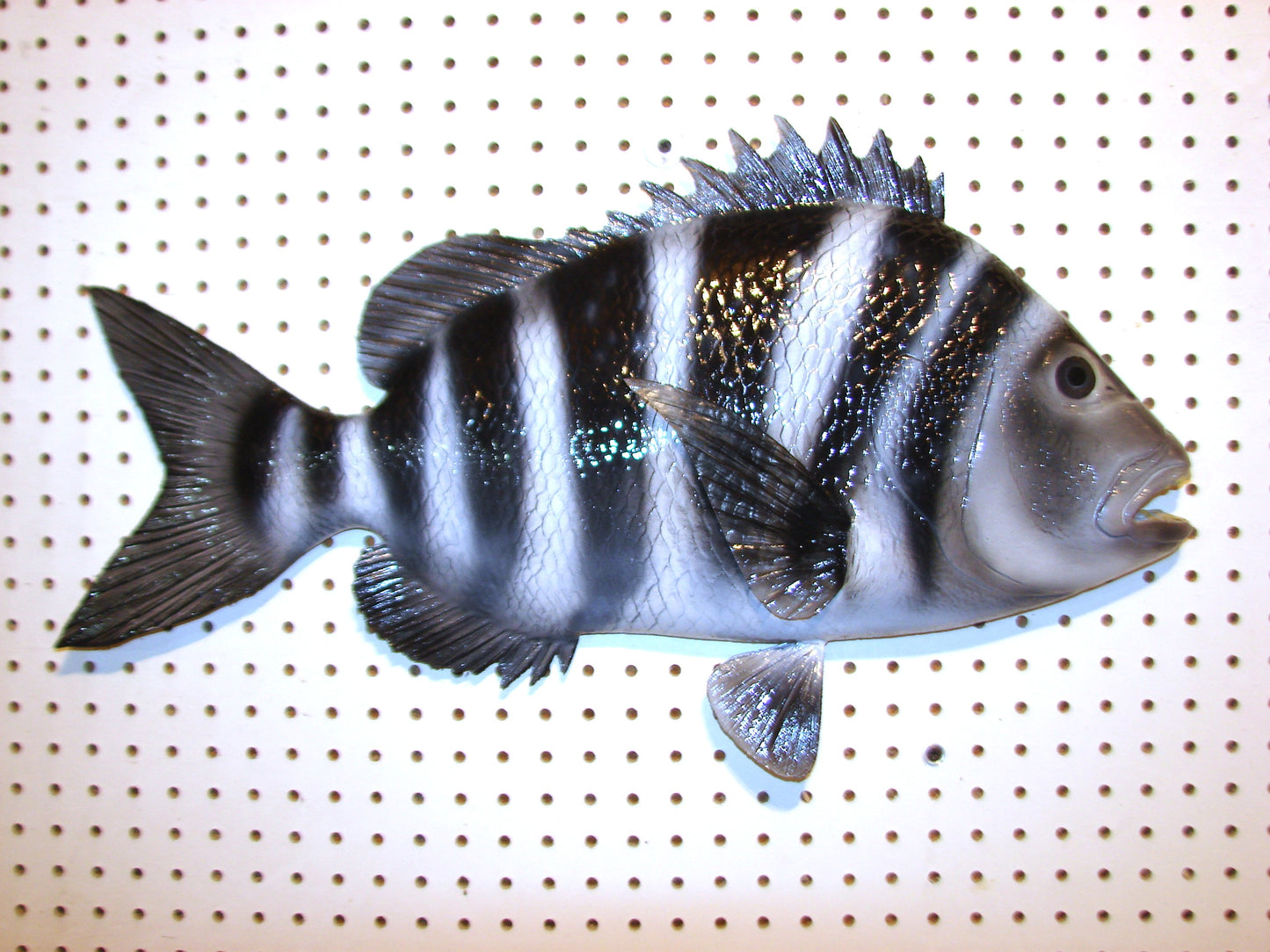 25" Sheepshead FREE SHIPPING