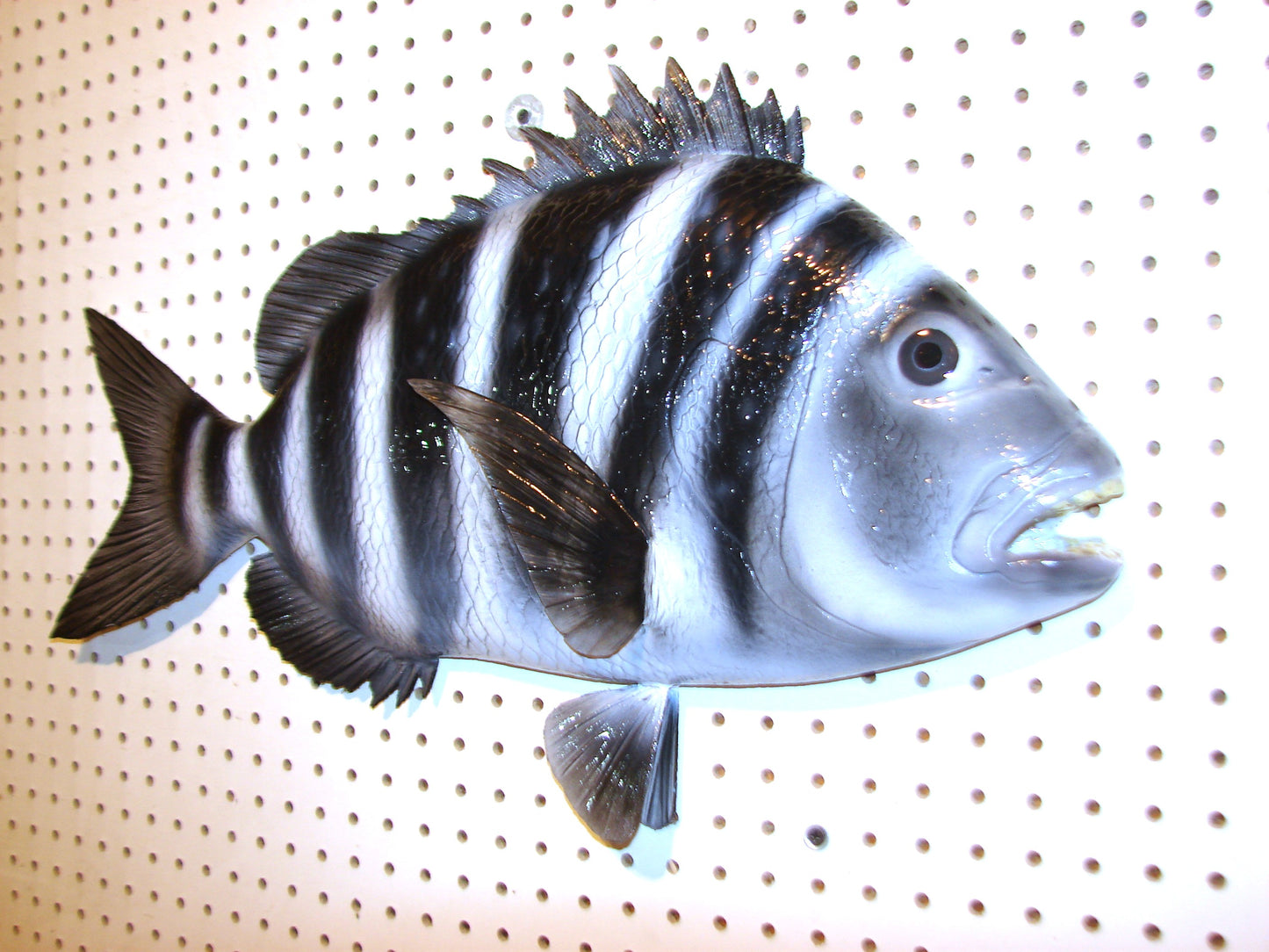 25" Sheepshead FREE SHIPPING