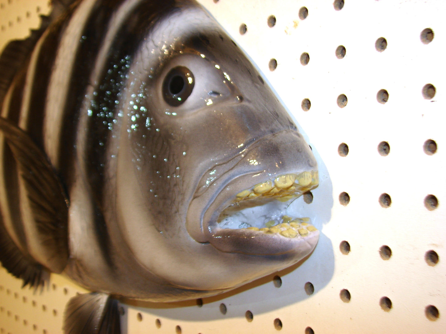 25" Sheepshead FREE SHIPPING