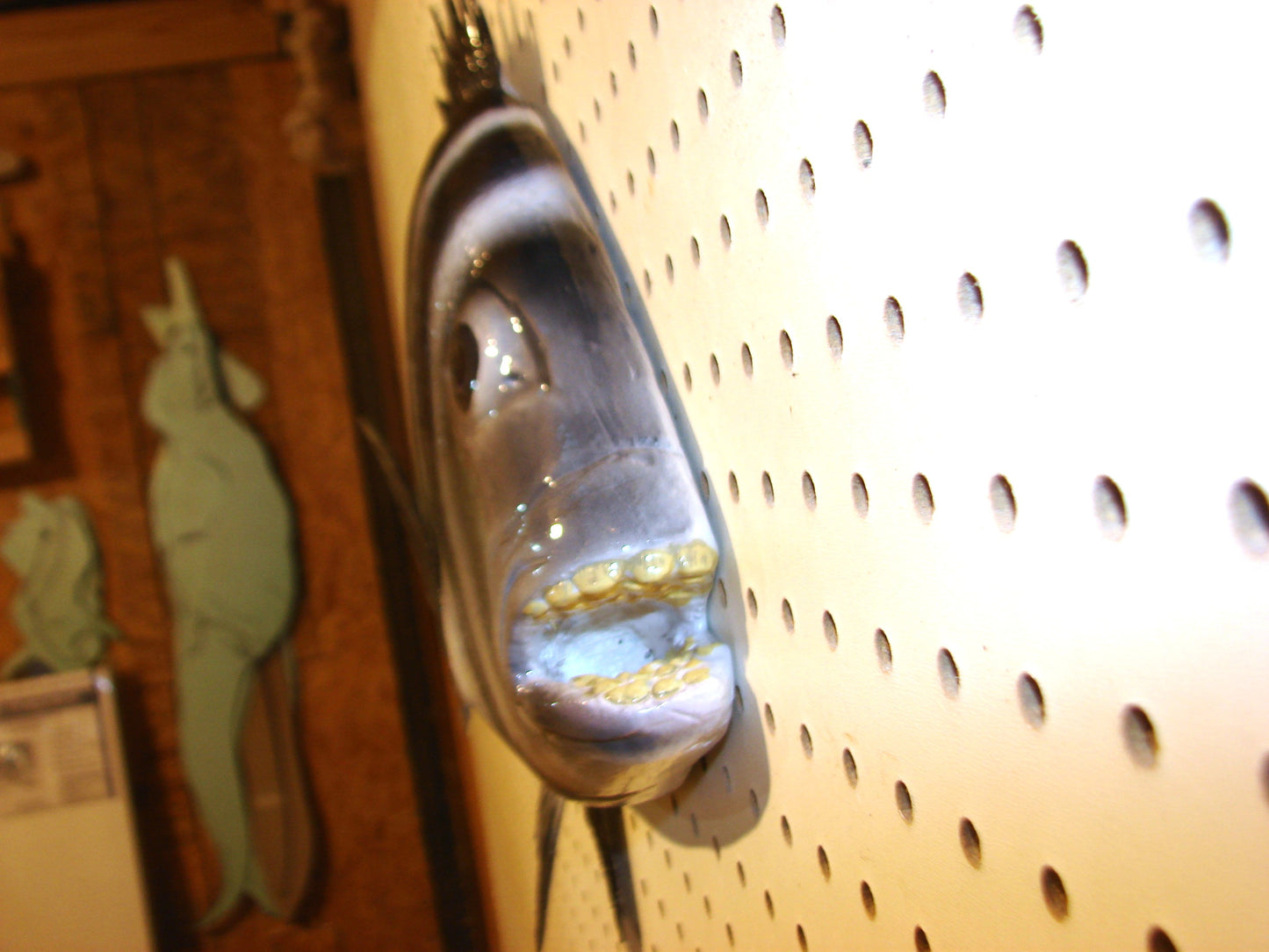 25" Sheepshead FREE SHIPPING