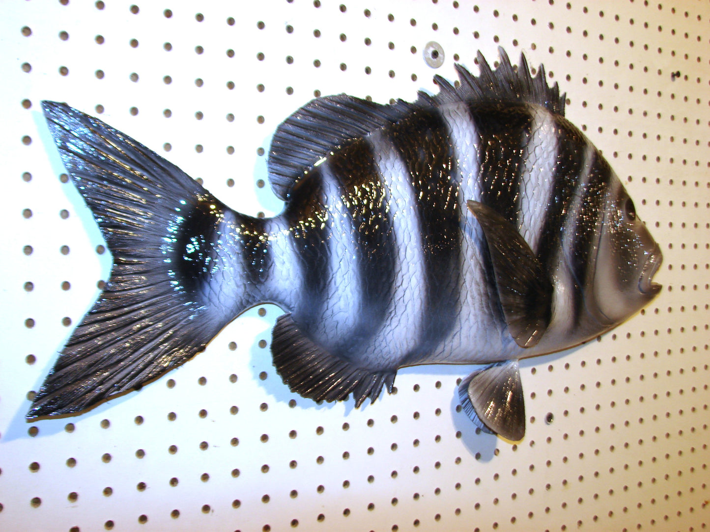 25" Sheepshead FREE SHIPPING