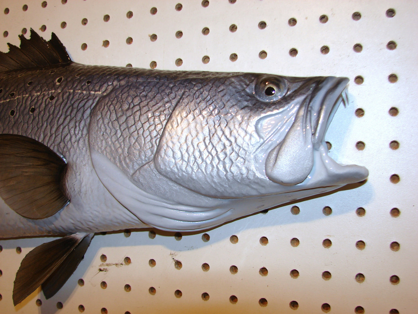 32" Speckled Sea Trout 1/2 mount FREE SHIPPING