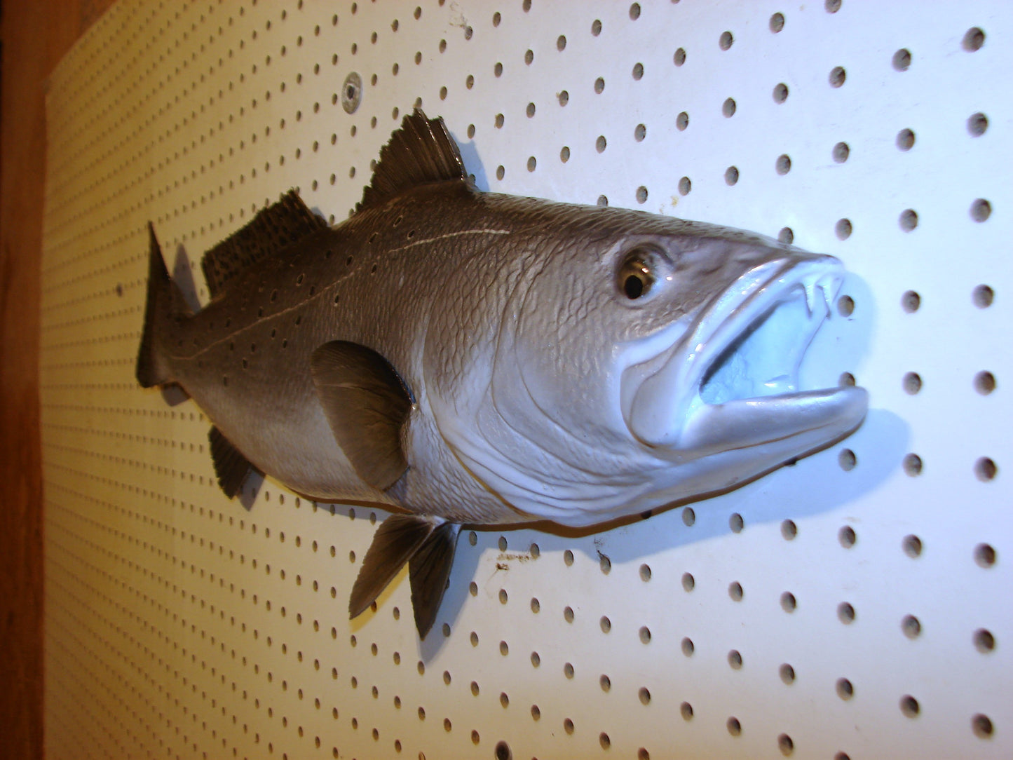 30" Speckled Sea Trout 1/2 mount FREE SHIPPING