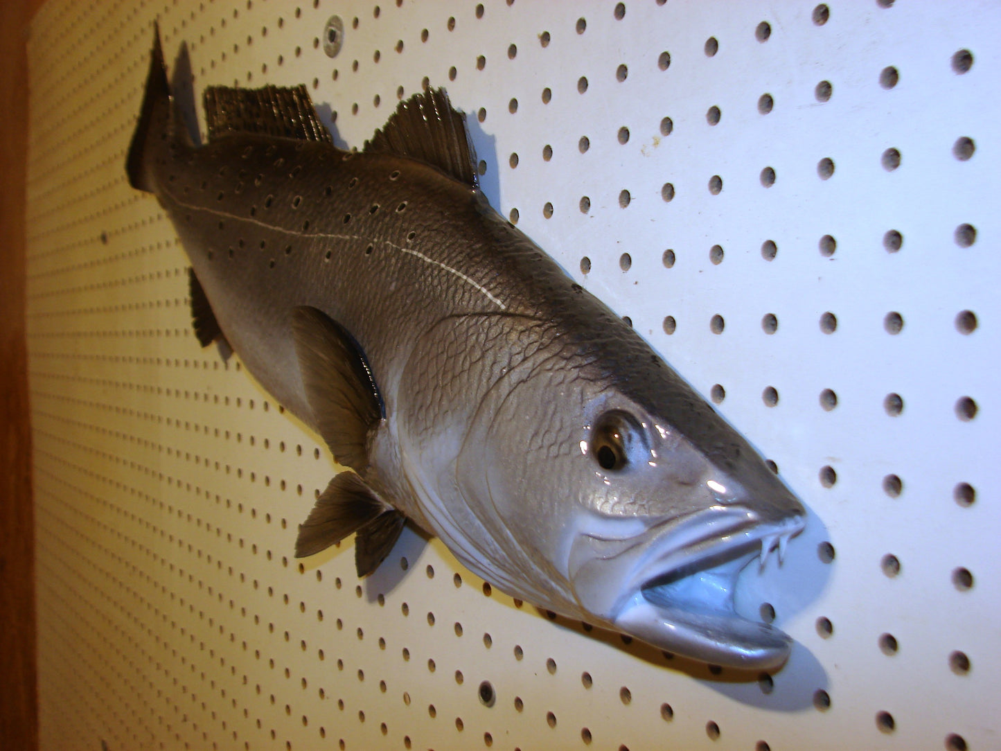 30" Speckled Sea Trout 1/2 mount FREE SHIPPING