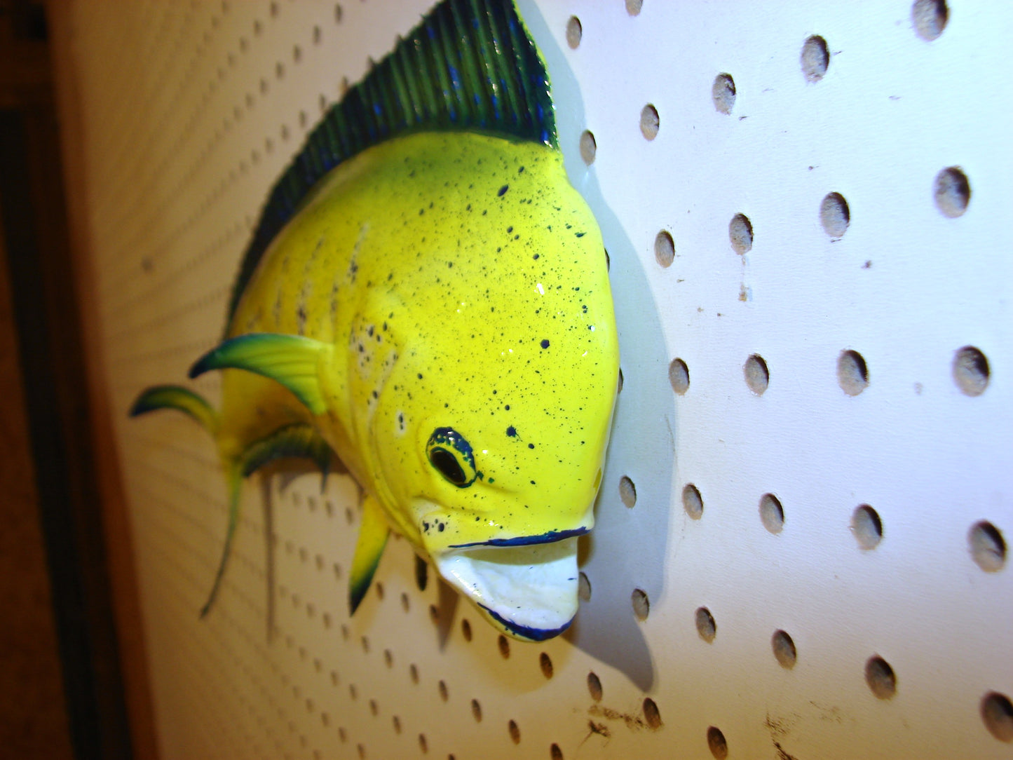 17-18" Mahi Dorado Dolphin Fish mount FREE SHIPPING