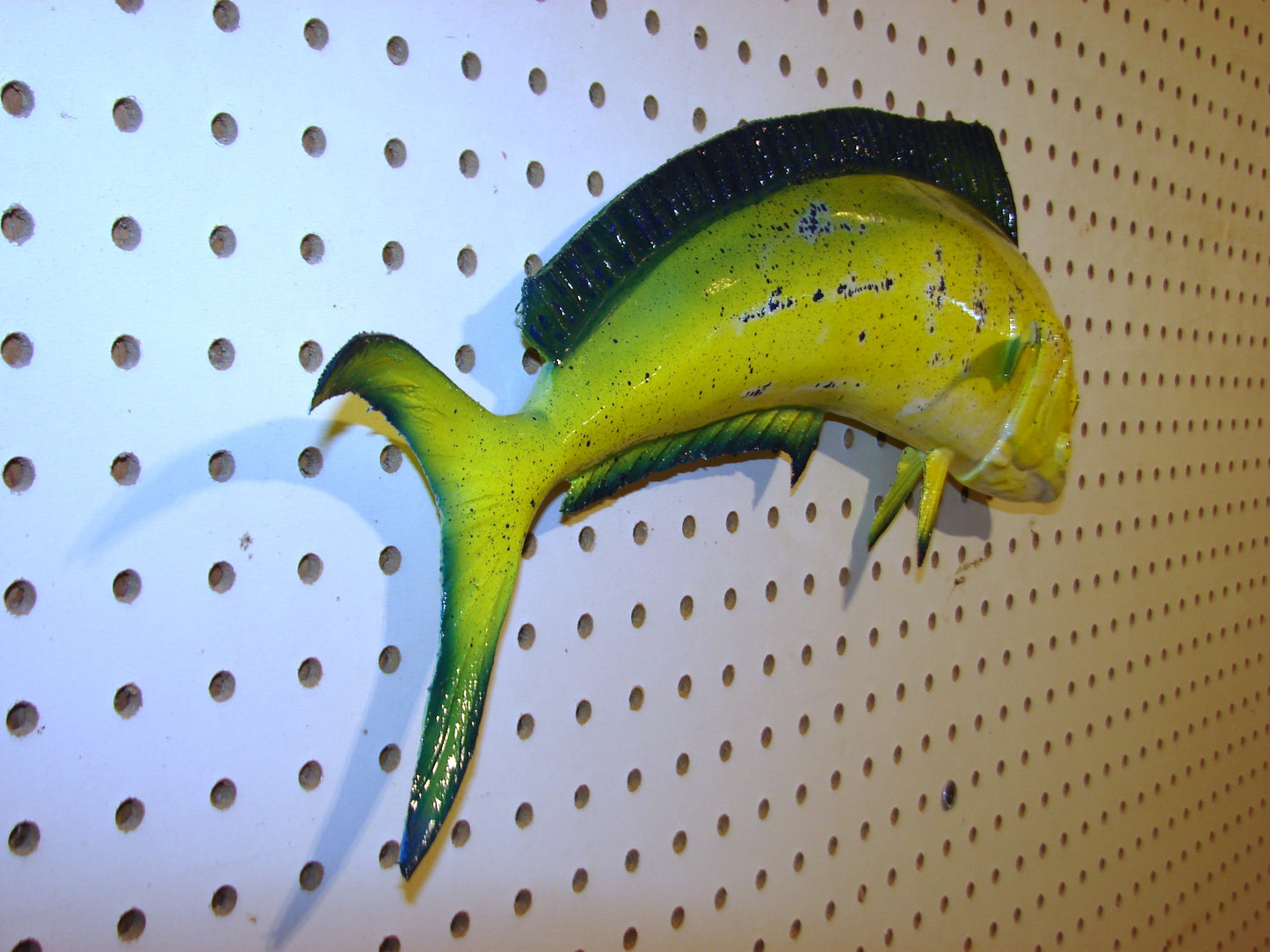 17-18" Mahi Dorado Dolphin Fish mount FREE SHIPPING