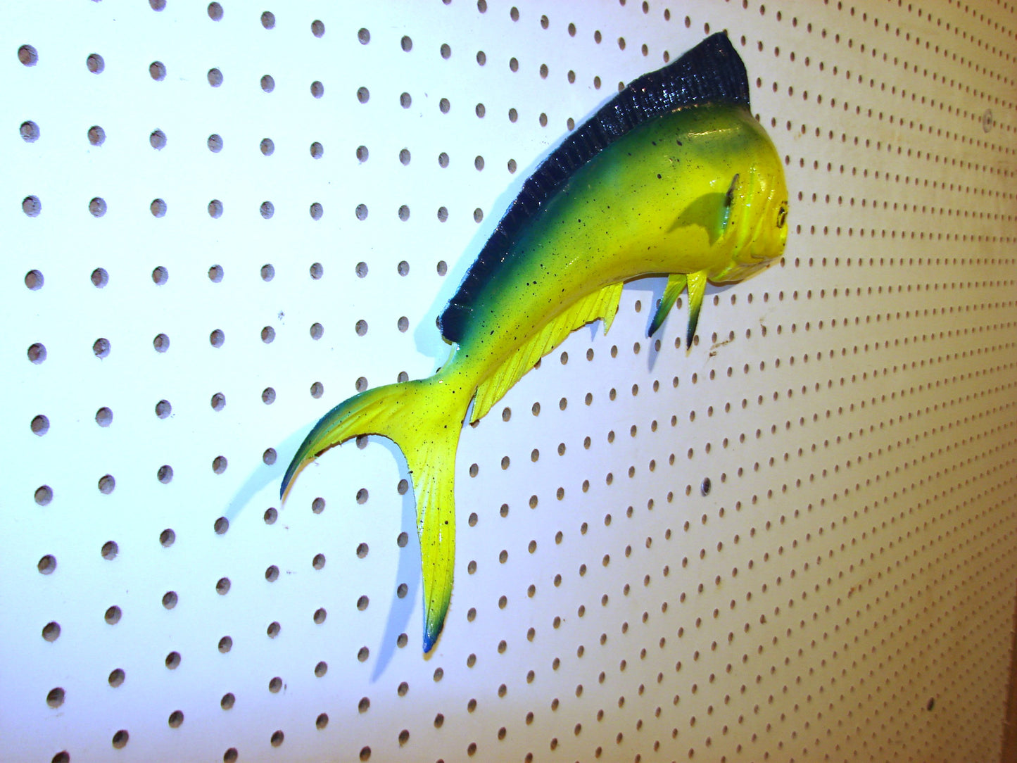 17-18" Mahi Dorado Dolphin Fish mount FREE SHIPPING