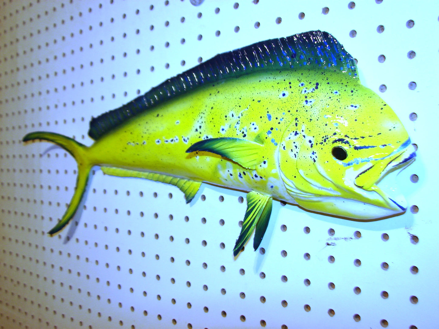 22-23" Mahi Dorado Dolphin Fish mount FREE SHIPPING