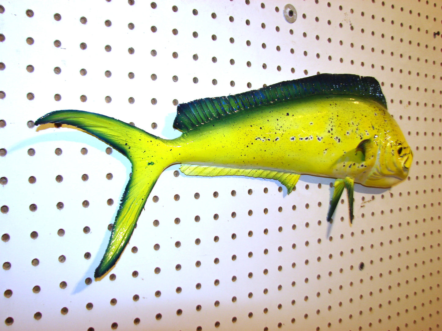 22-23" Mahi Dorado Dolphin Fish mount FREE SHIPPING
