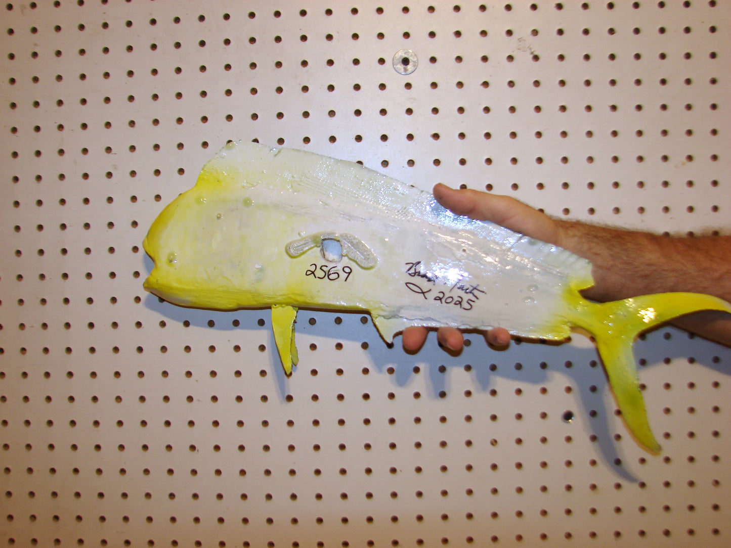 22-23" Mahi Dorado Dolphin Fish mount FREE SHIPPING