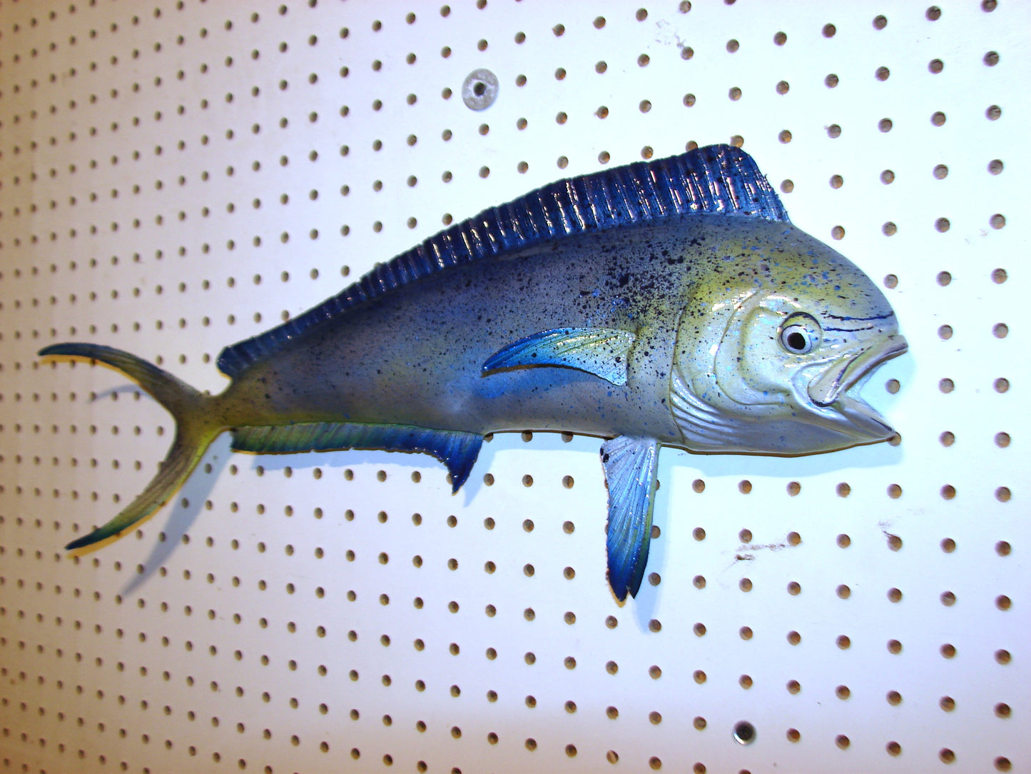 22-23" Blue Mahi Dorado Dolphin Fish mount FREE SHIPPING