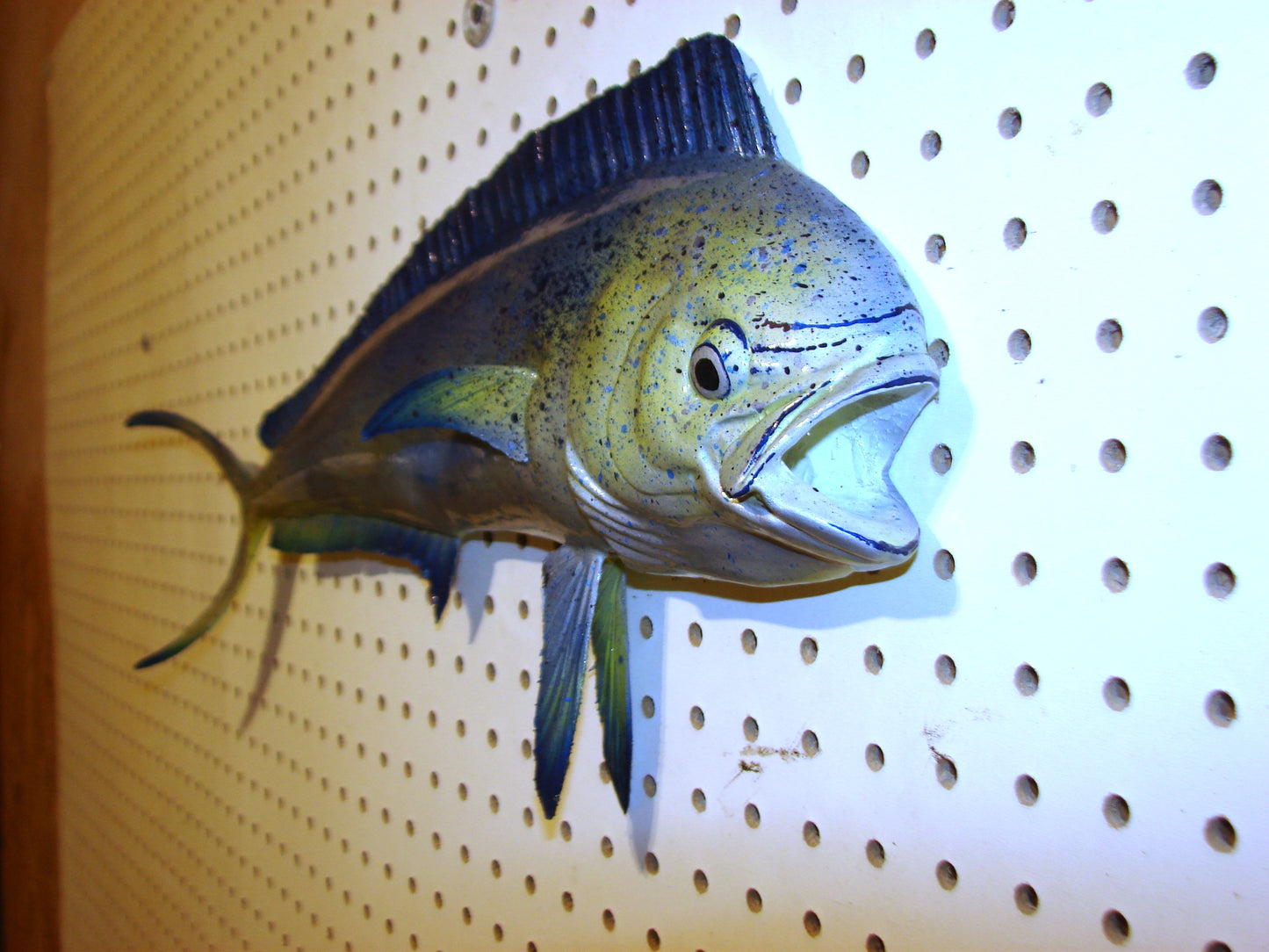 22-23" Blue Mahi Dorado Dolphin Fish mount FREE SHIPPING