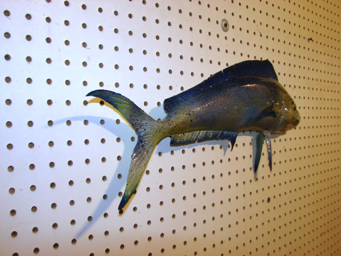 22-23" Blue Mahi Dorado Dolphin Fish mount FREE SHIPPING