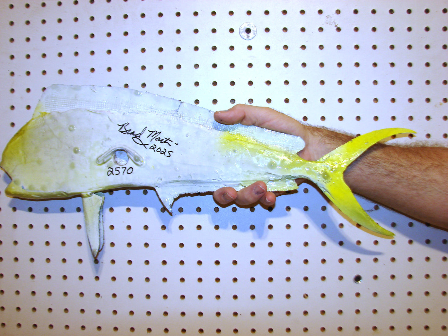 22-23" Blue Mahi Dorado Dolphin Fish mount FREE SHIPPING