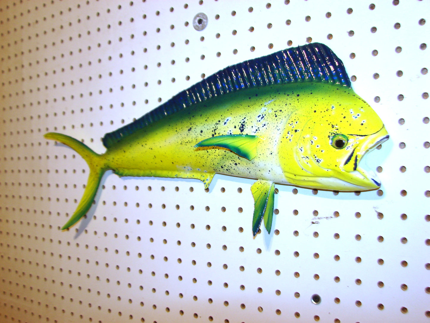 22-23" Mahi Dorado Dolphin Fish mount FREE SHIPPING