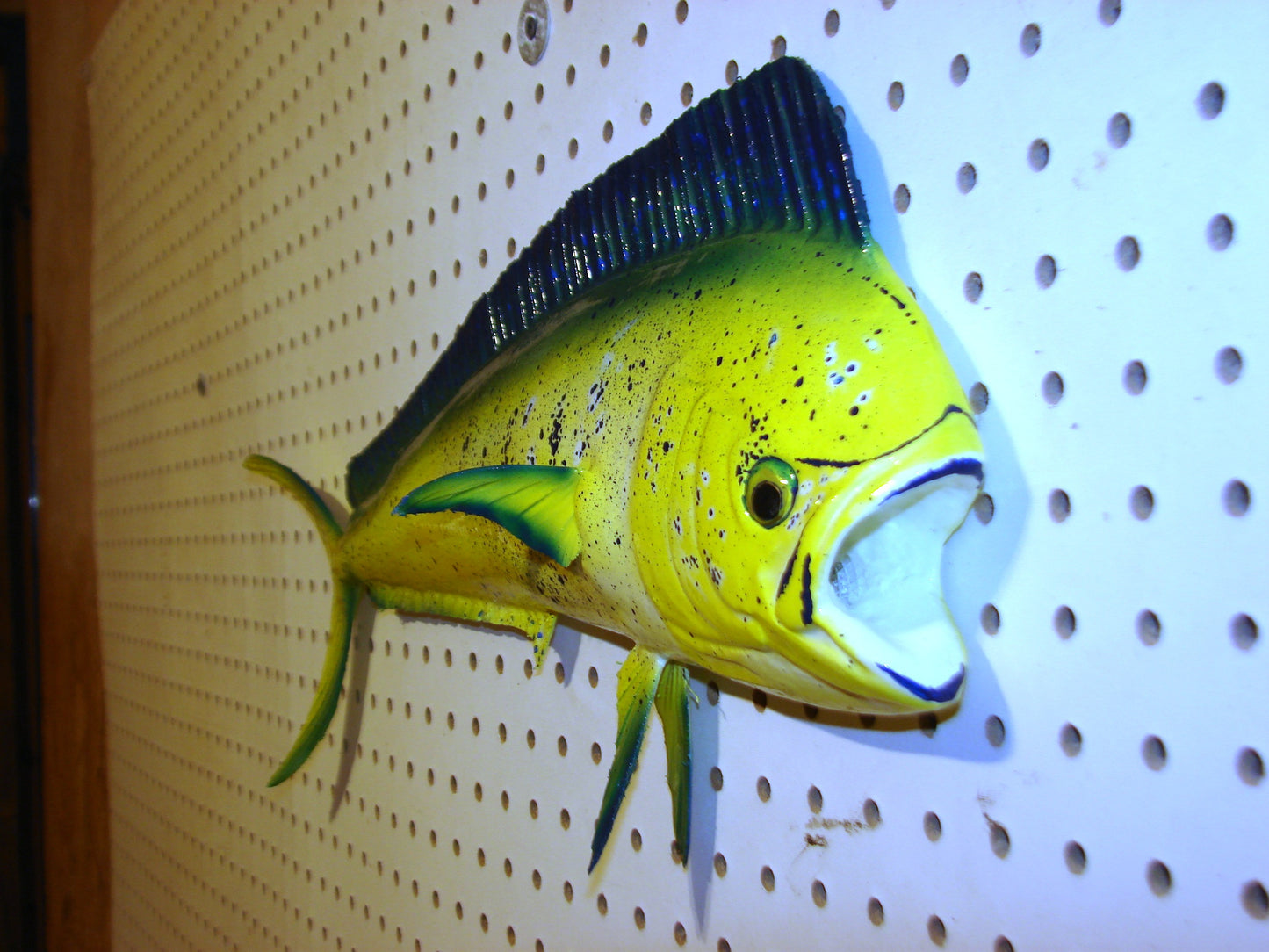 22-23" Mahi Dorado Dolphin Fish mount FREE SHIPPING