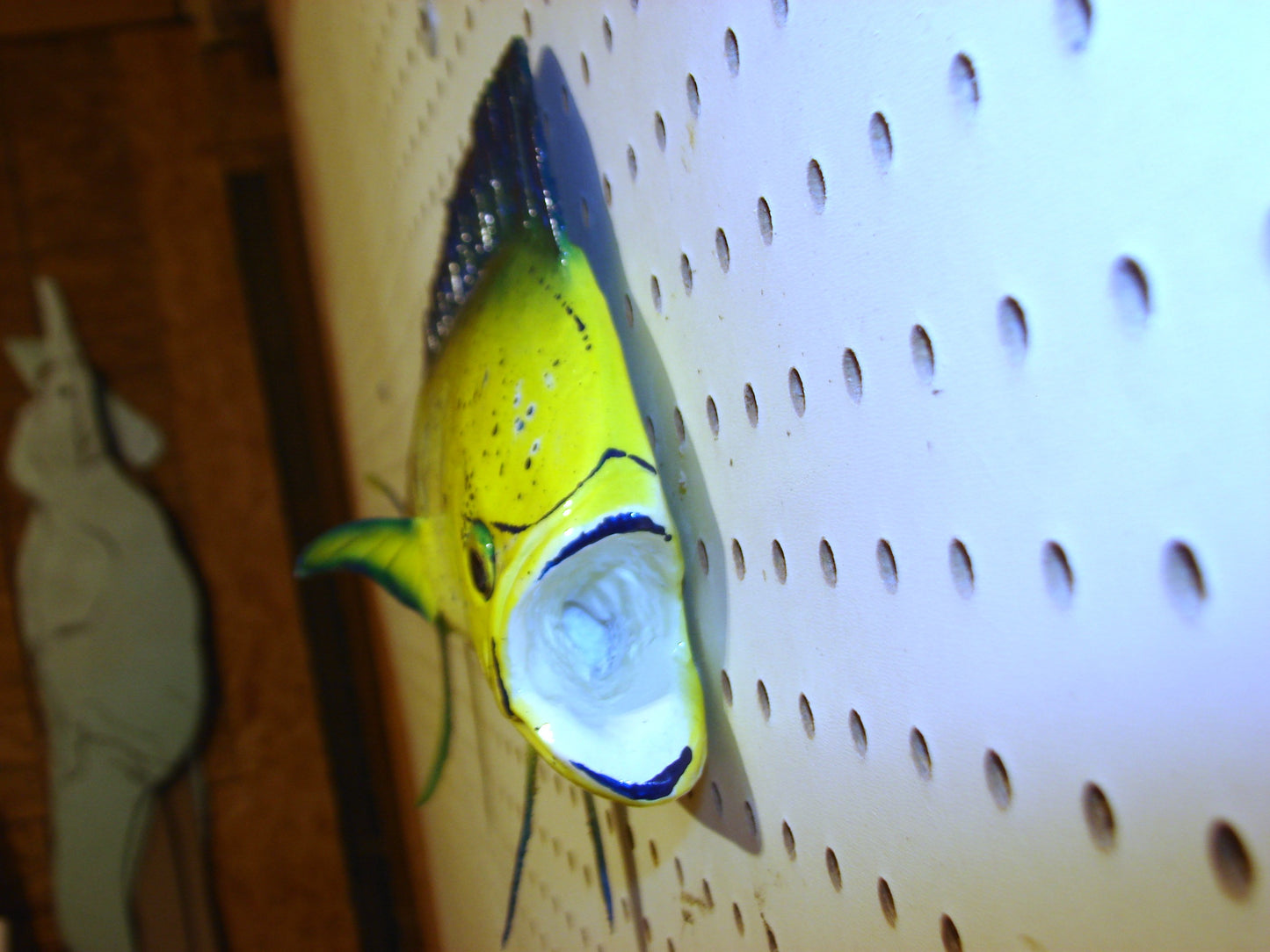 22-23" Mahi Dorado Dolphin Fish mount FREE SHIPPING