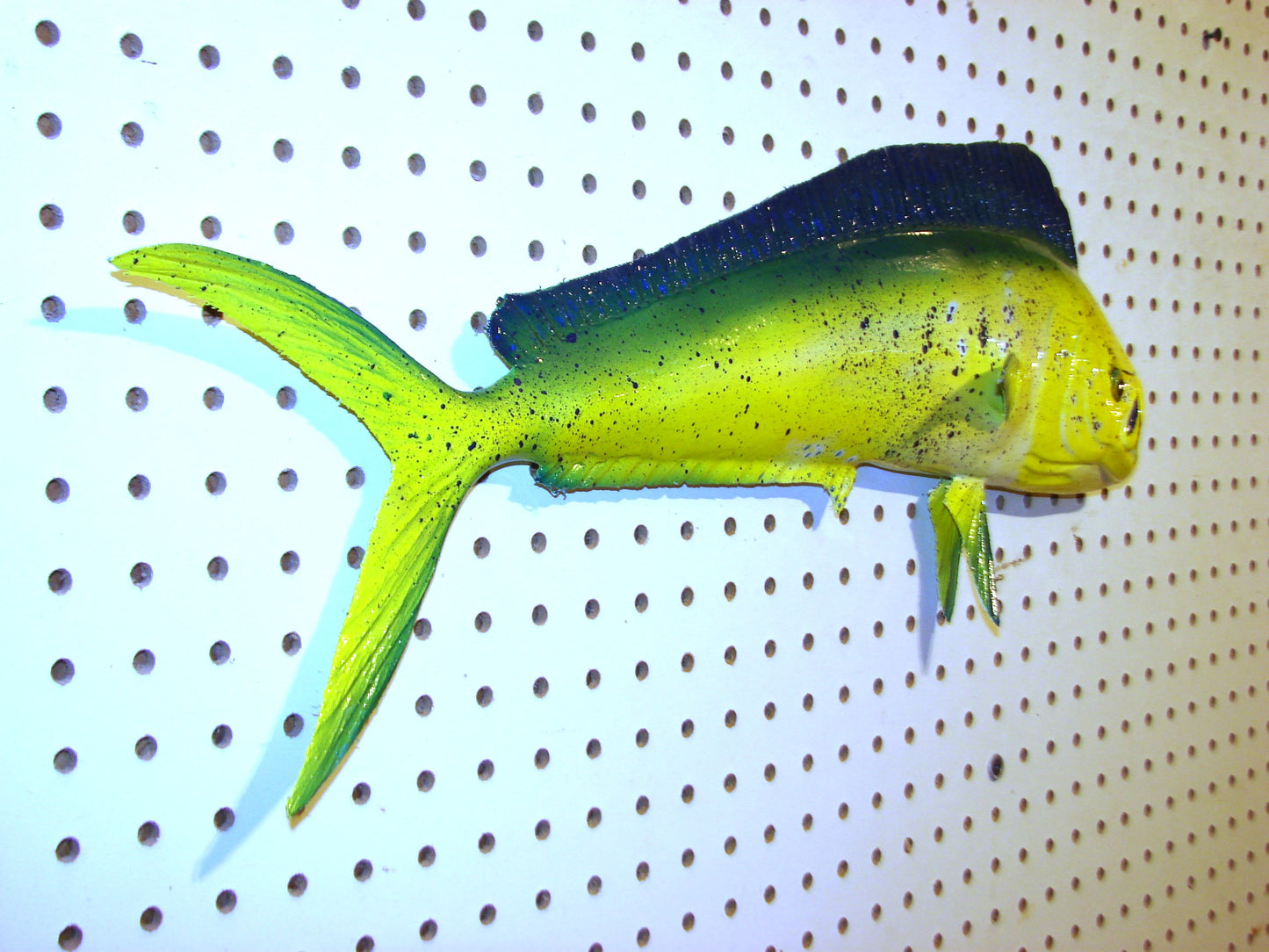 22-23" Mahi Dorado Dolphin Fish mount FREE SHIPPING