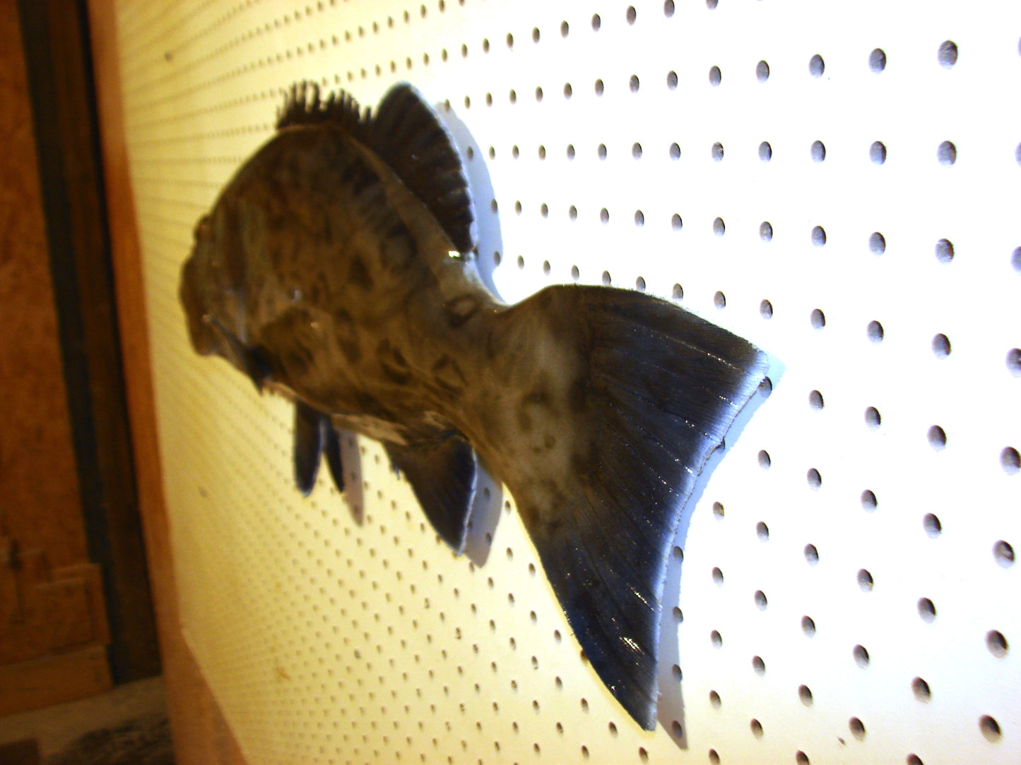 30" Gag Grouper Fish Mount FREE SHIPPING