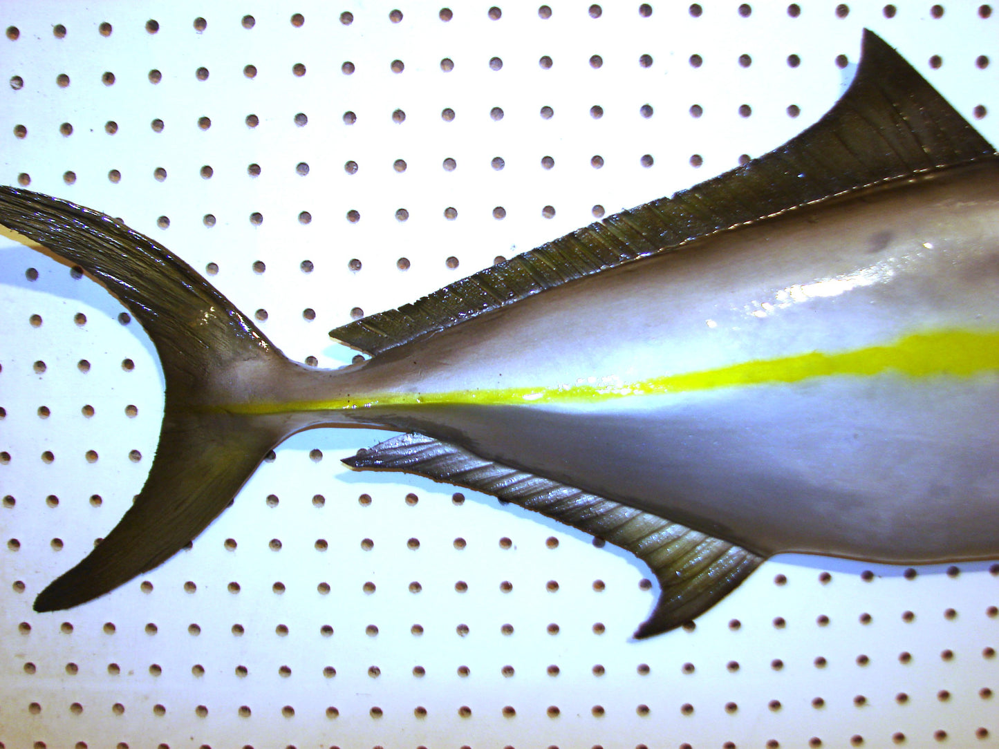 36" Amberjack FREE SHIPPING