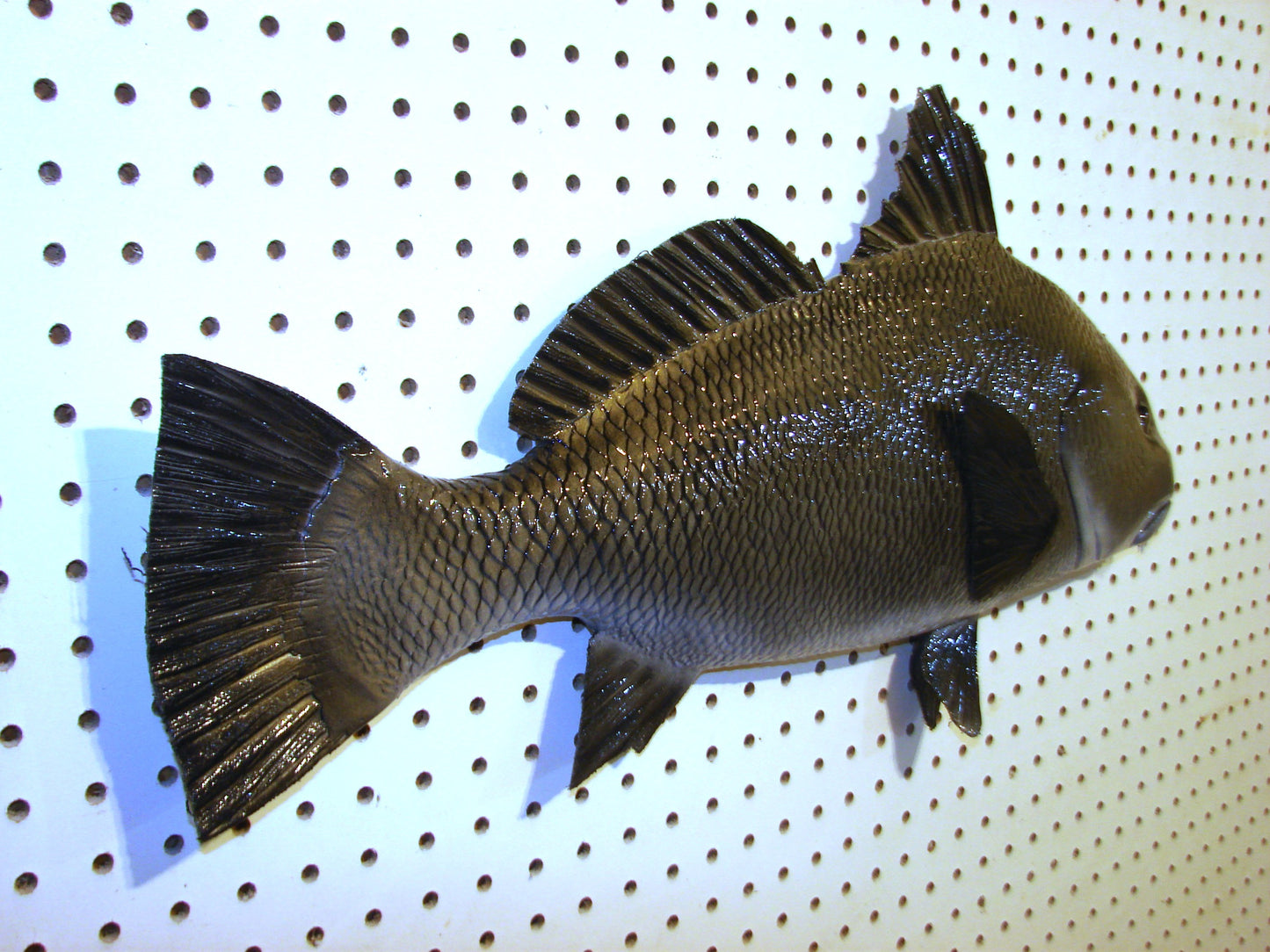 25" Black Drum FREE SHIPPING