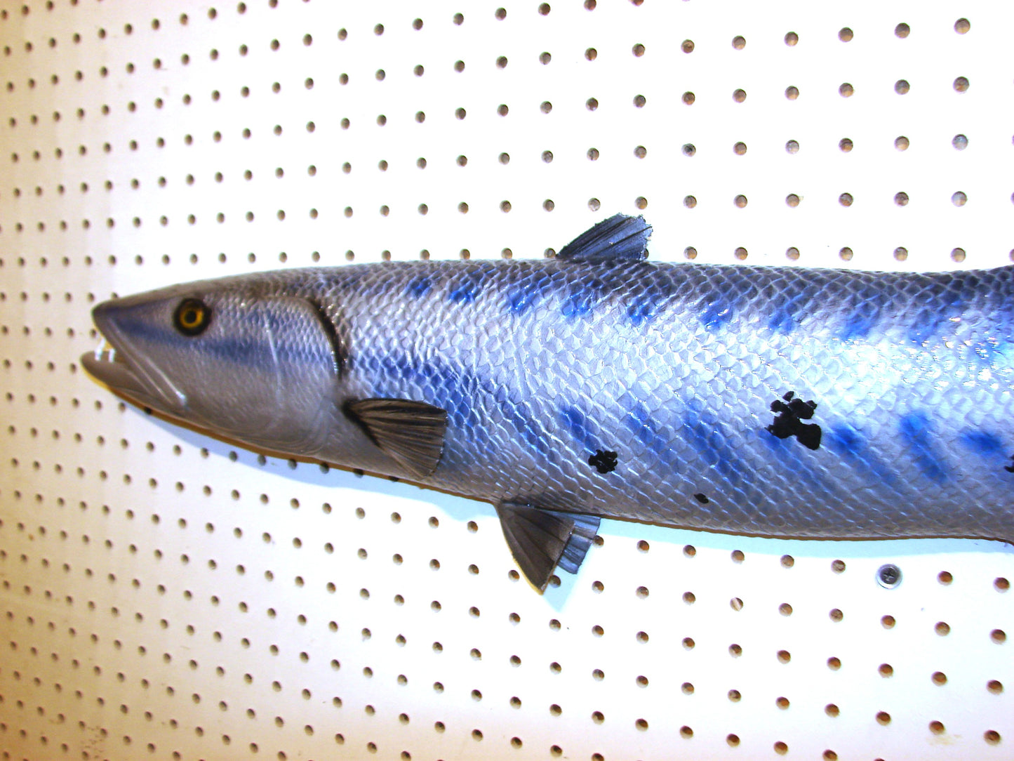 34" Barracuda 1/2 mount FREE SHIPPING