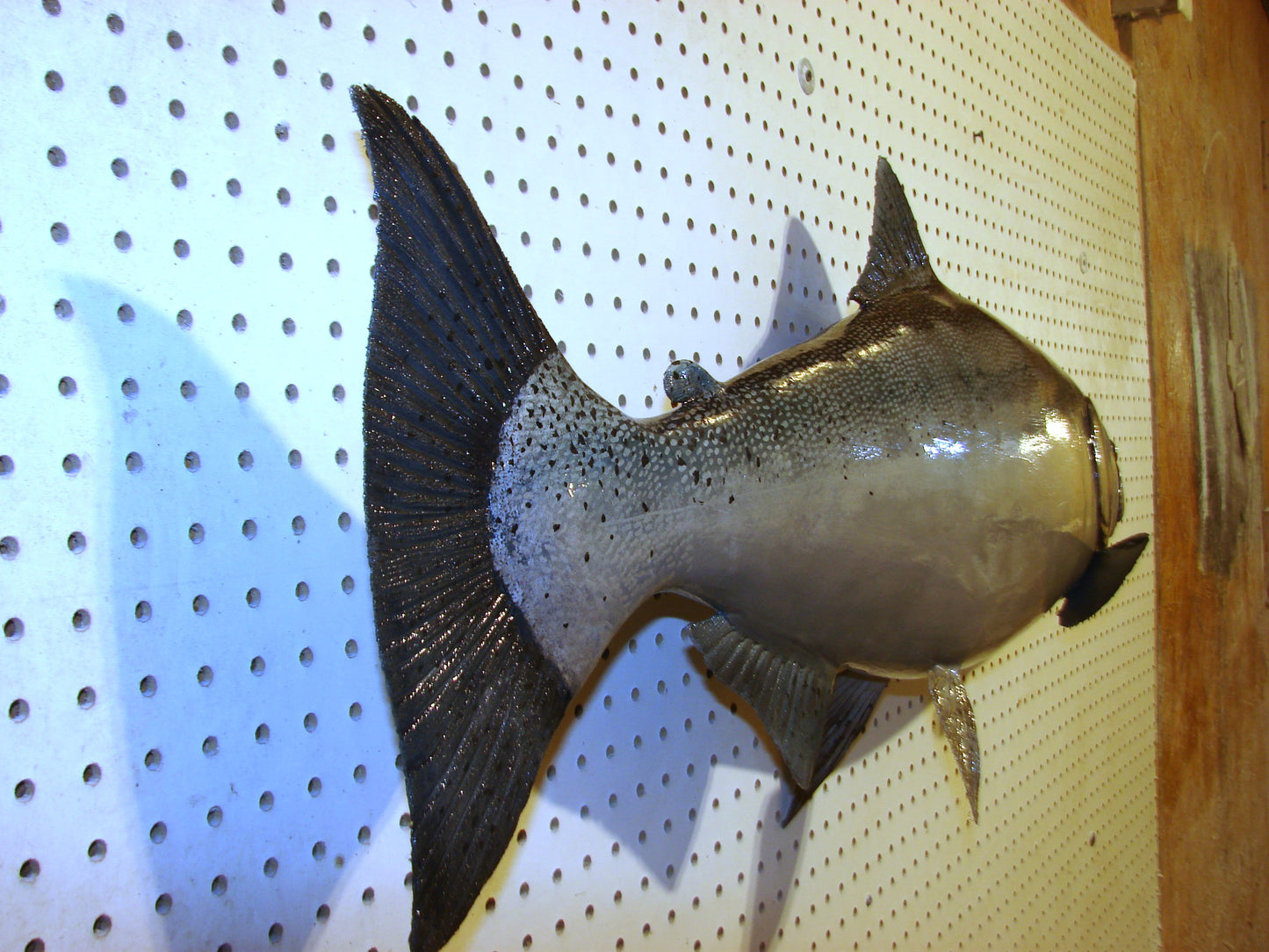 41" Chinook Silver King Salmon full mount FREE SHIPPING