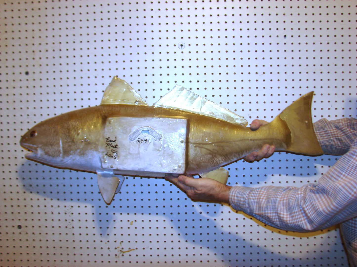 38" Redfish full mount FREE SHIPPING