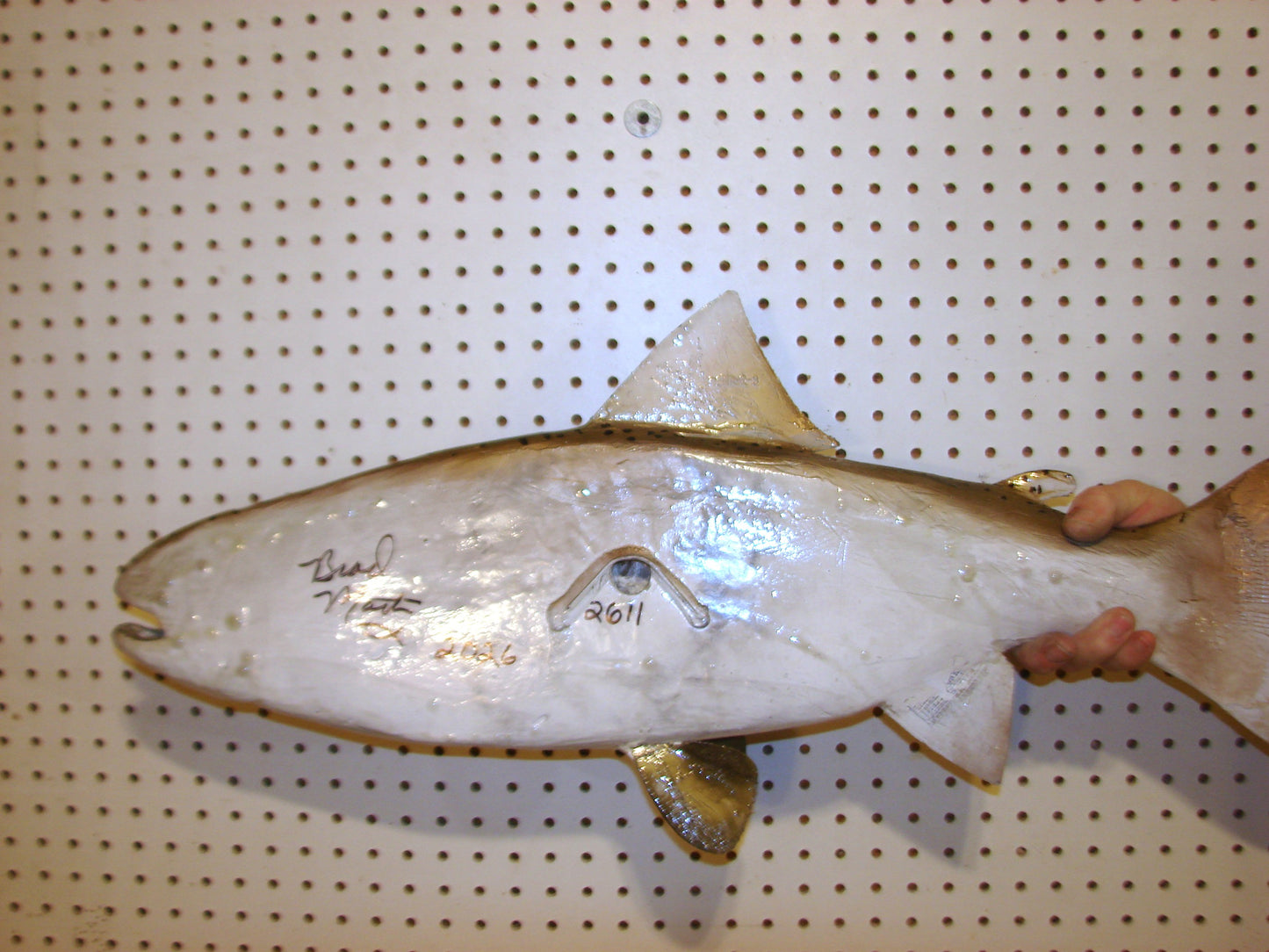 30" Rainbow Trout FREE SHIPPING