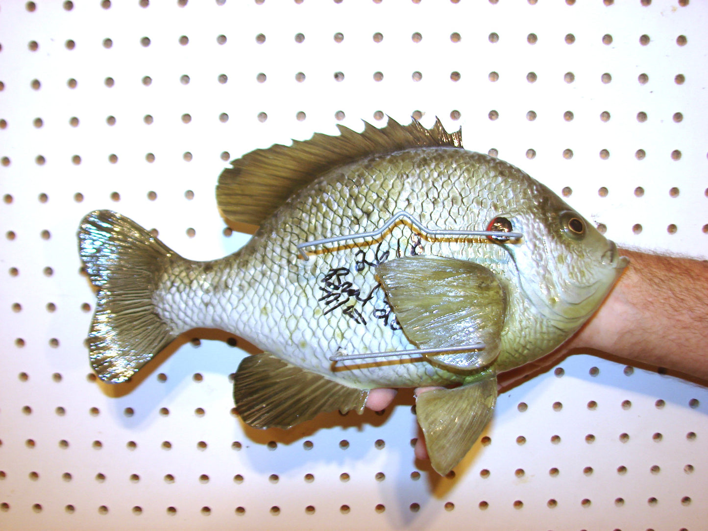 12" Shellcracker wall mount FREE SHIPPING
