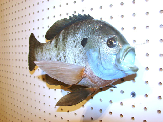 12.5" Bluegill wall mount FREE SHIPPING