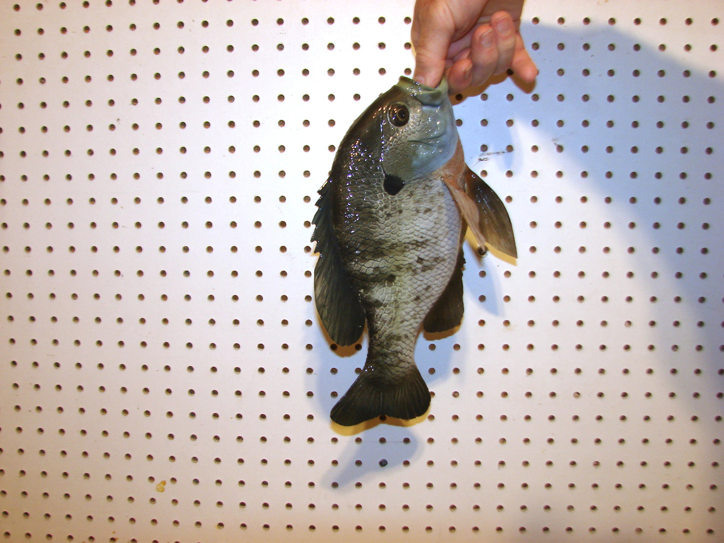 12.5" Bluegill wall mount FREE SHIPPING